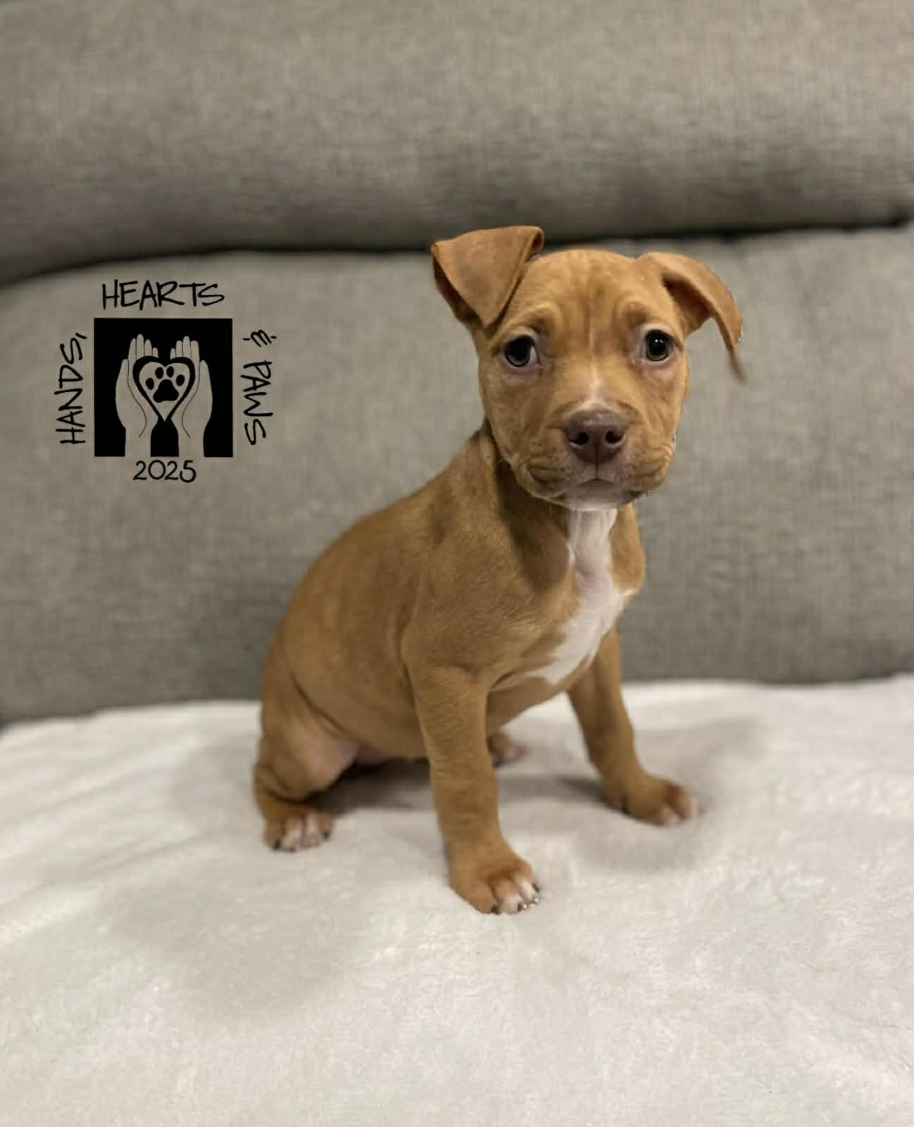 Fawn, a ADOPTABLE mixed breed in Omaha, NE image 1/2