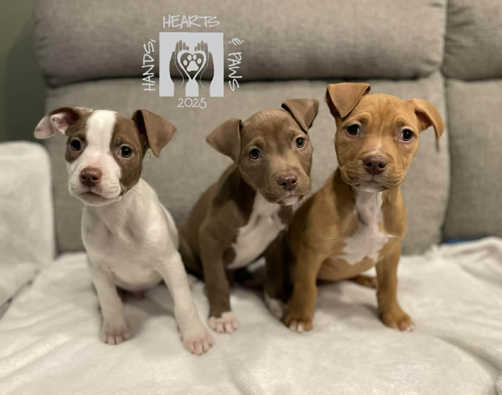 Fawn, a ADOPTABLE mixed breed in Omaha, NE image 2/2