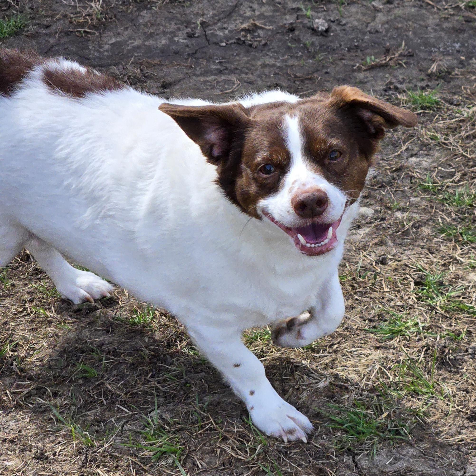 Enlarge Mopsy, a ADOPTABLE mixed breed in Normal, IL image 5/6