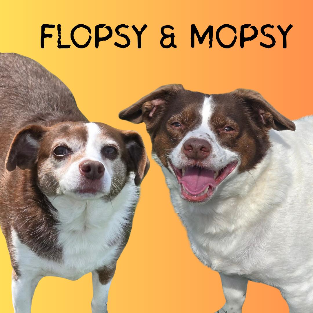Enlarge Mopsy, a ADOPTABLE mixed breed in Normal, IL image 2/6