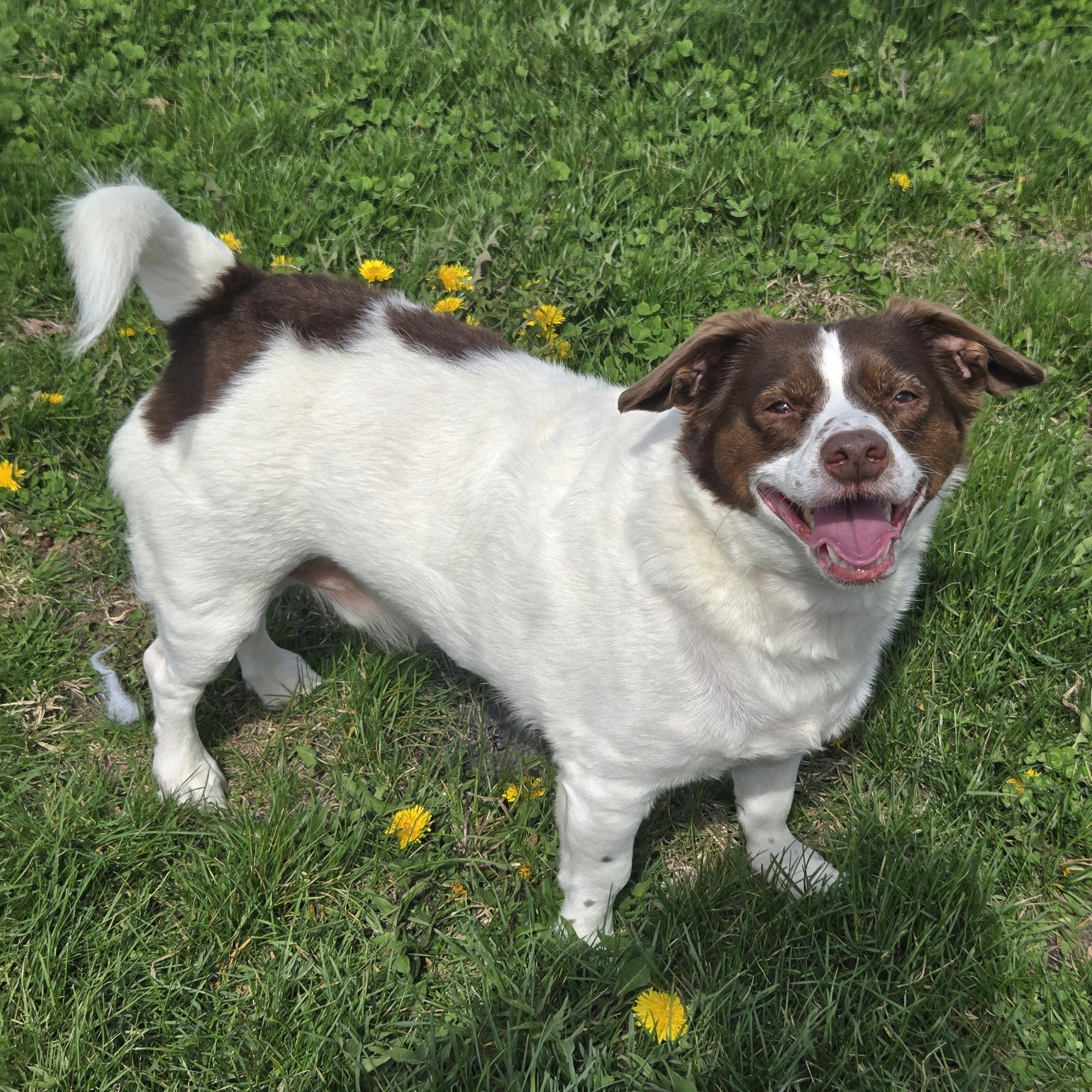 Enlarge Mopsy, a ADOPTABLE mixed breed in Normal, IL image 6/6