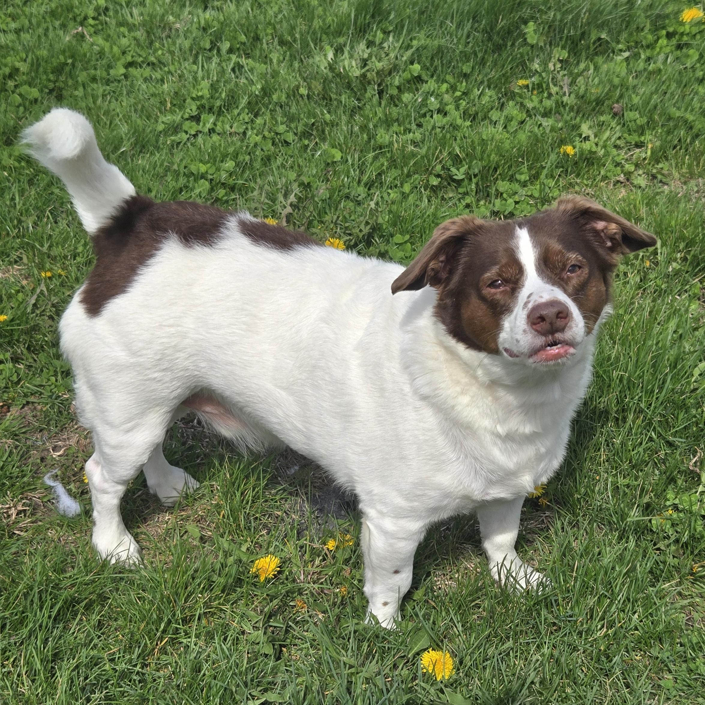 Enlarge Mopsy, a ADOPTABLE mixed breed in Normal, IL image 4/6