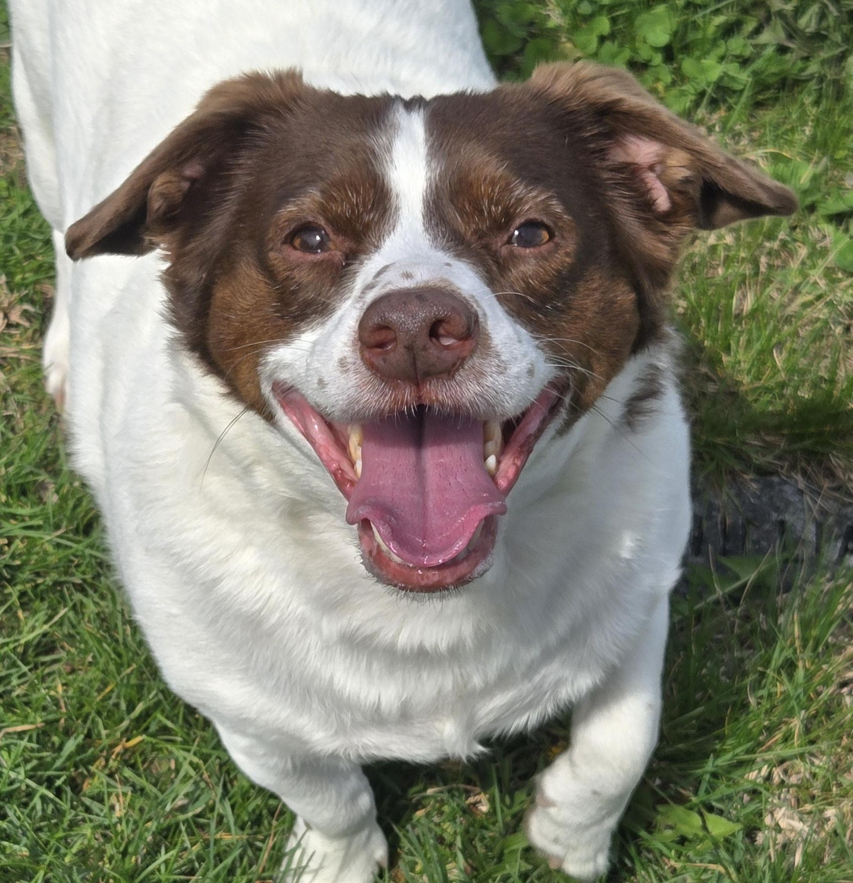 Enlarge Mopsy, a ADOPTABLE mixed breed in Normal, IL image 1/6