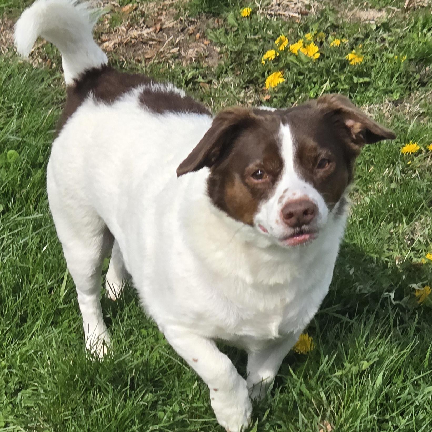 Enlarge Mopsy, a ADOPTABLE mixed breed in Normal, IL image 3/6