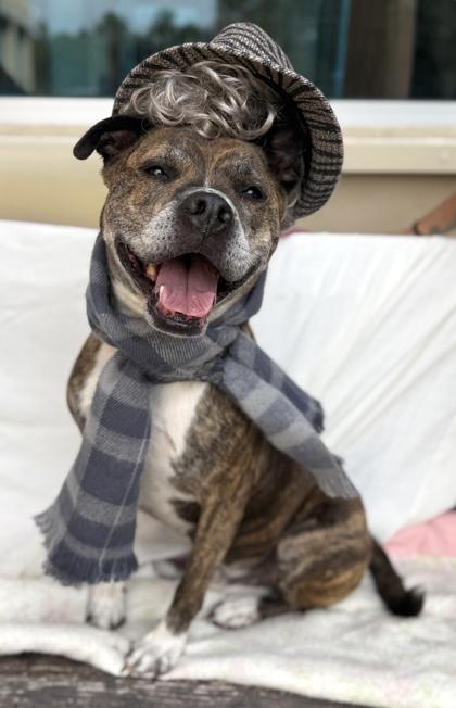 Enlarge Bo, a Adoptable mixed breed in Palm Coast, FL image 1/3