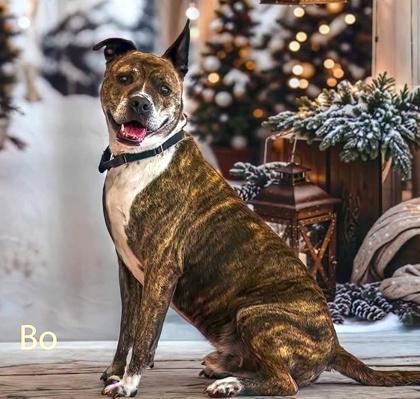 Enlarge Bo, a Adoptable mixed breed in Palm Coast, FL image 2/3
