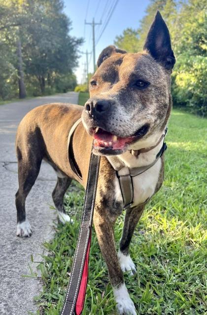 Enlarge Bo, a Adoptable mixed breed in Palm Coast, FL image 3/3