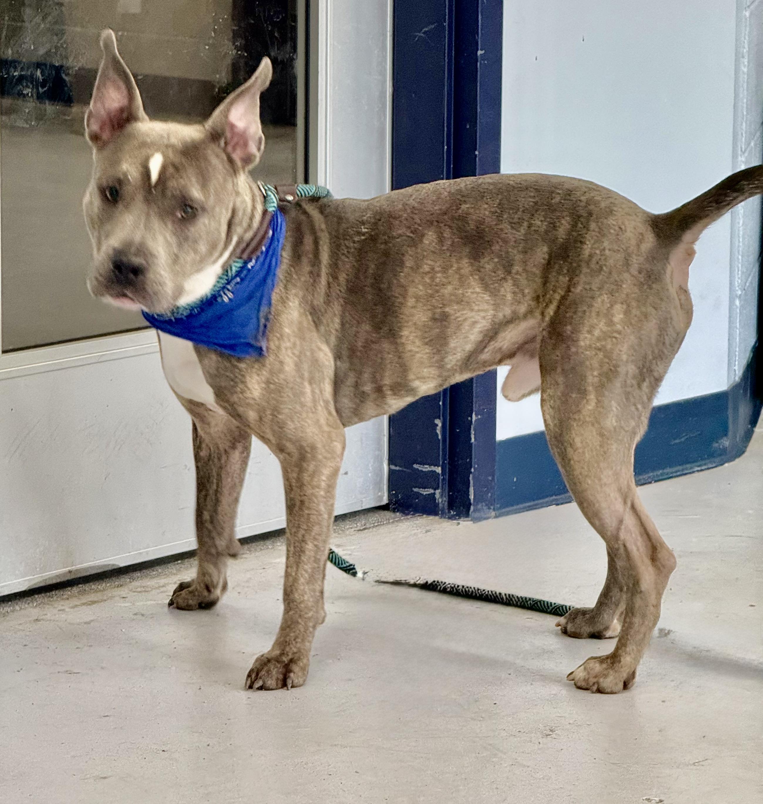 Enlarge Riley, a Adoptable mixed breed in Yonkers, NY image 3/5