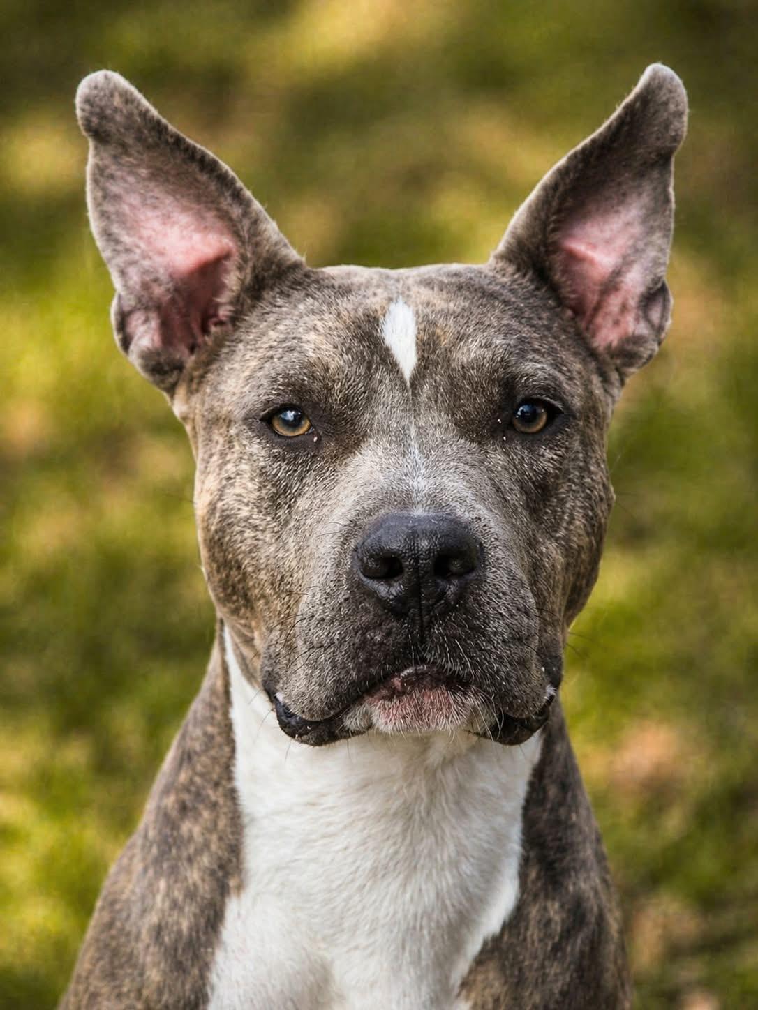 Enlarge Riley, a Adoptable mixed breed in Yonkers, NY image 3/6