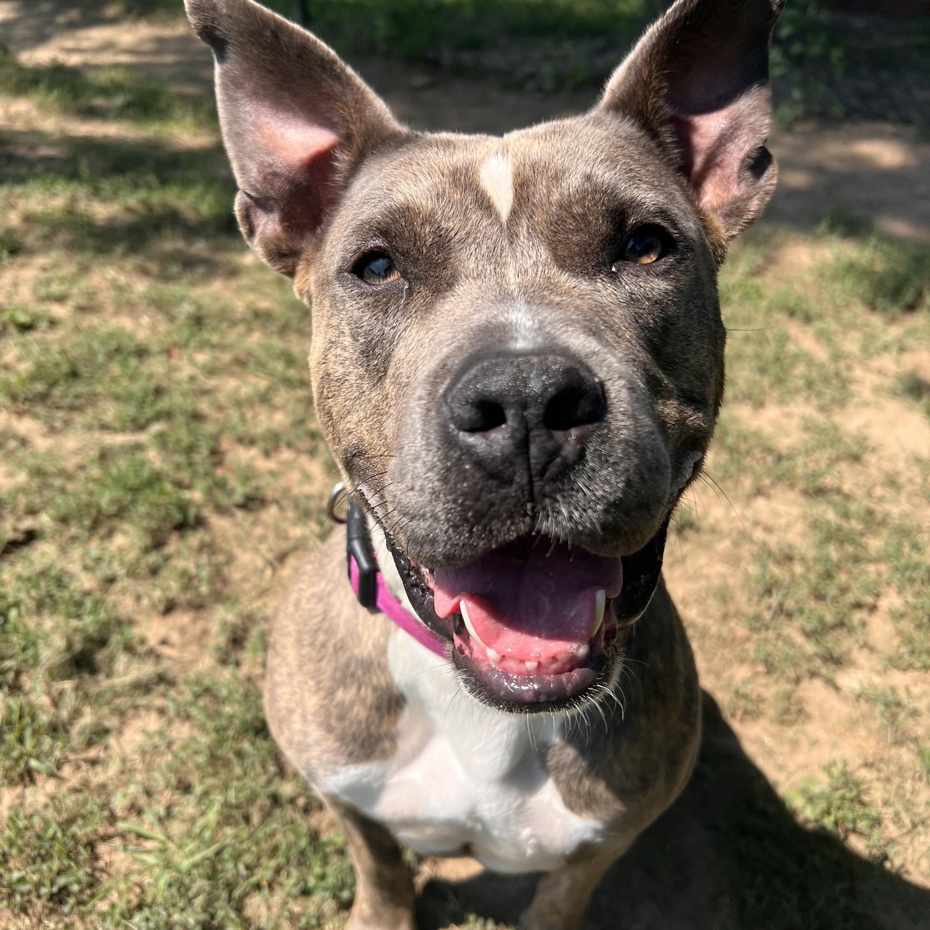 Riley, Adoptable, Young Male American Staffordshire Terrier & Pit Bull Terrier.