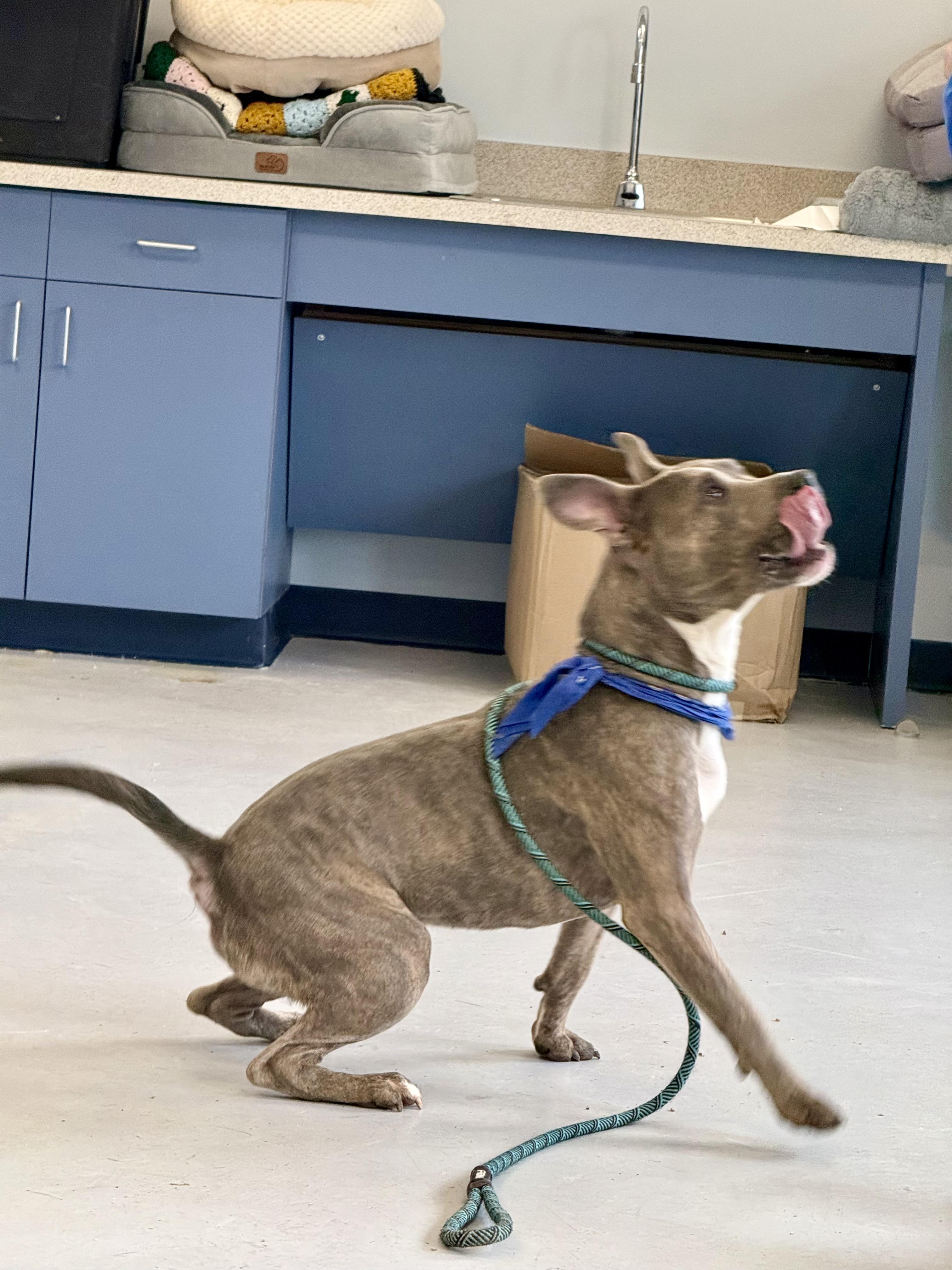 Enlarge Riley, a Adoptable mixed breed in Yonkers, NY image 4/5