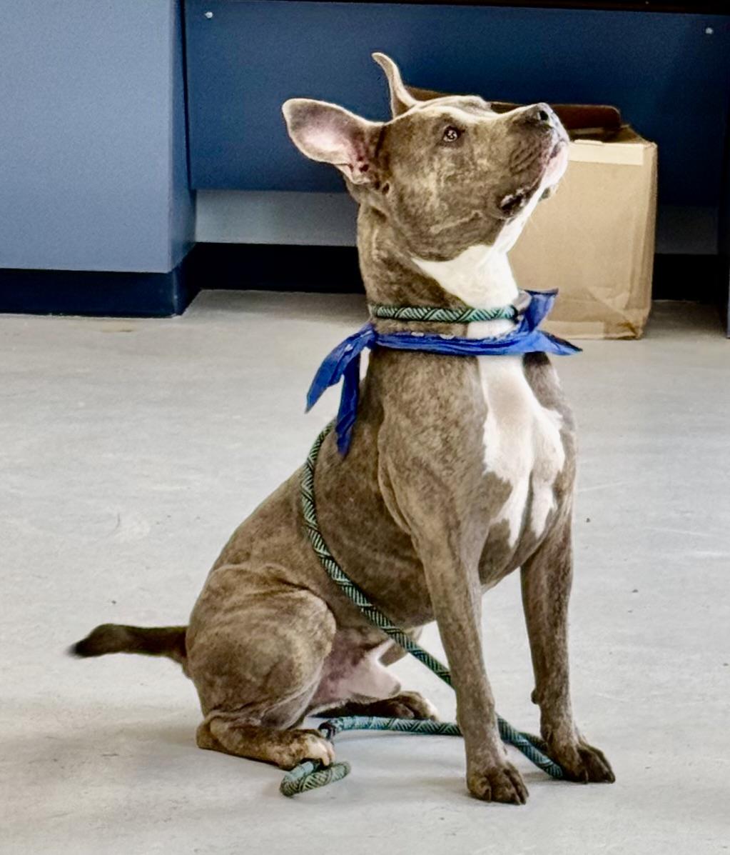 Enlarge Riley, a Adoptable mixed breed in Yonkers, NY image 5/5