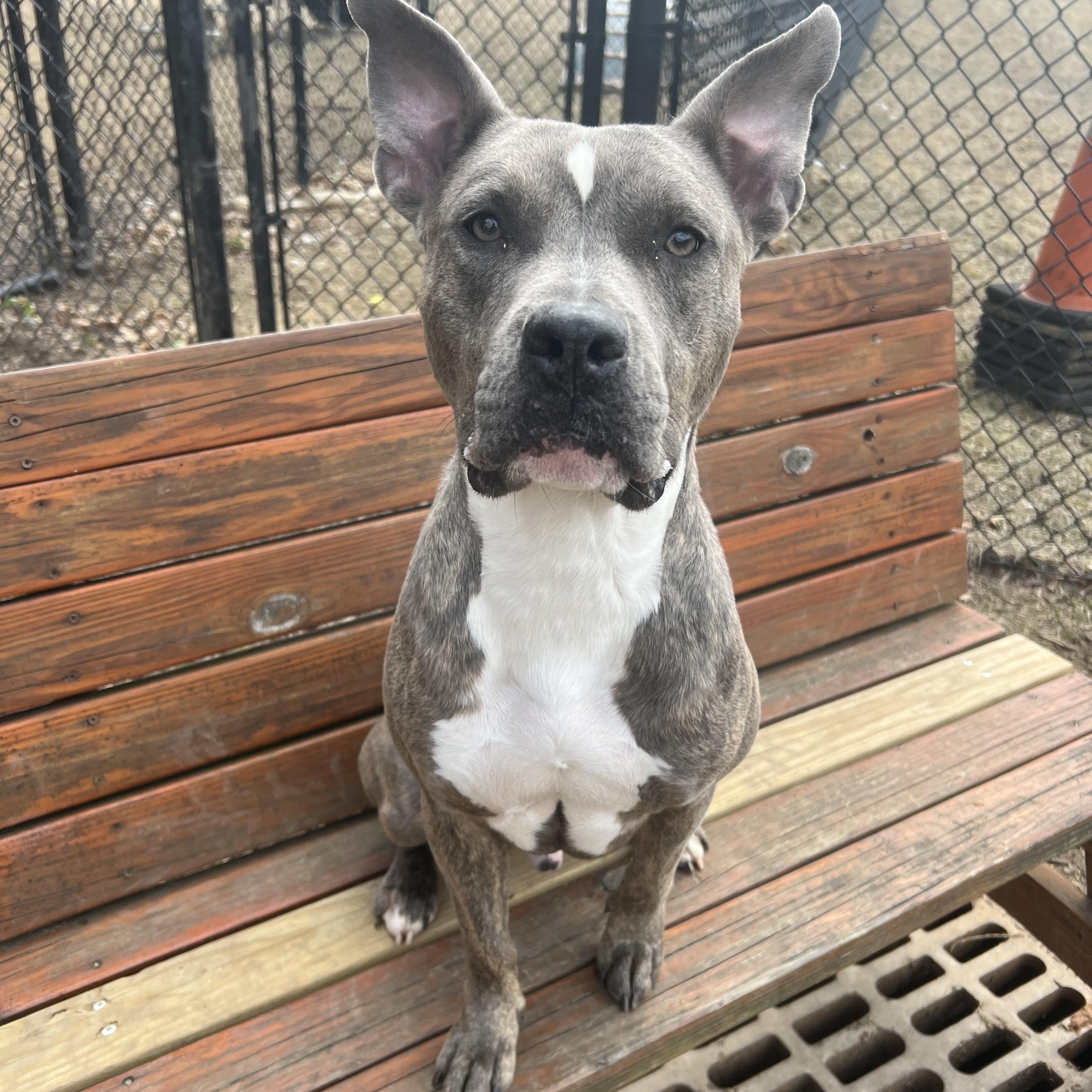 Riley, Adoptable, Young Male American Staffordshire Terrier & Pit Bull Terrier.