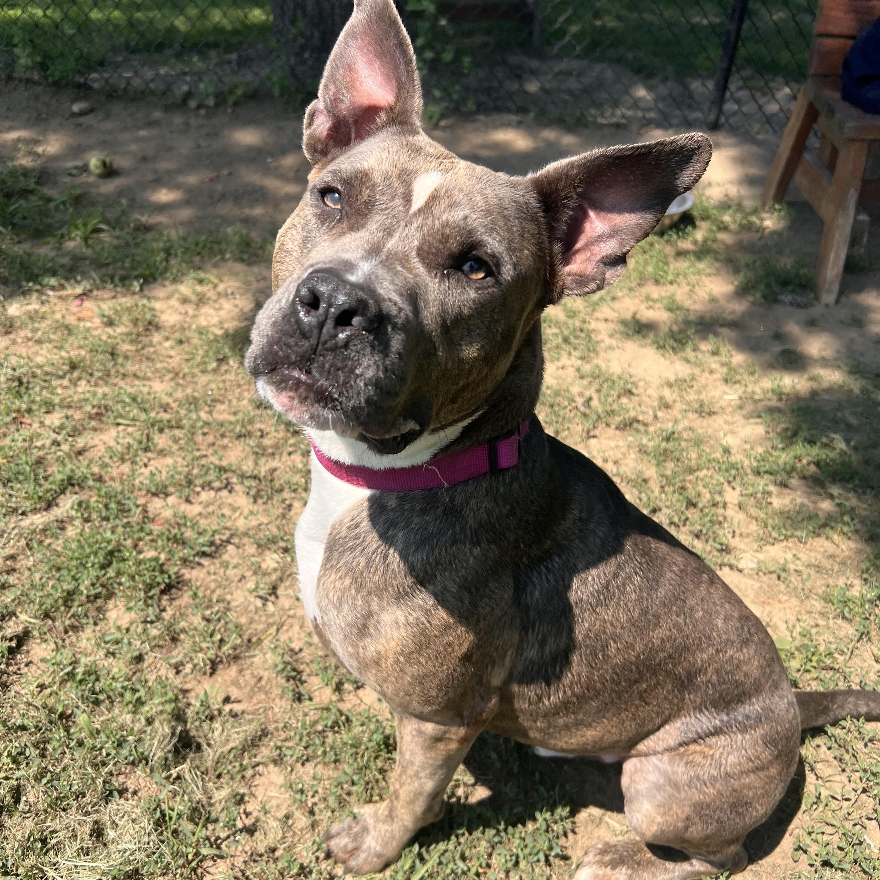 Enlarge Riley, a Adoptable mixed breed in Yonkers, NY image 6/6