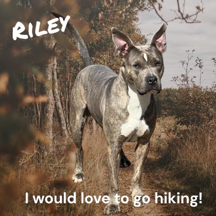Enlarge Riley, a Adoptable mixed breed in Yonkers, NY image 2/5