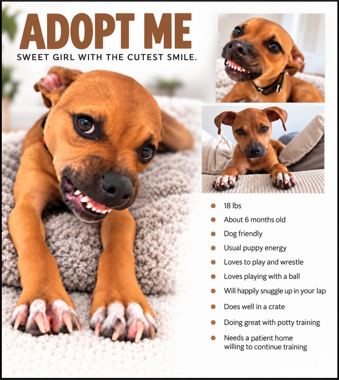 Enlarge Tansy, a Adoptable Mixed Breed in Cornelius, NC image 6/6