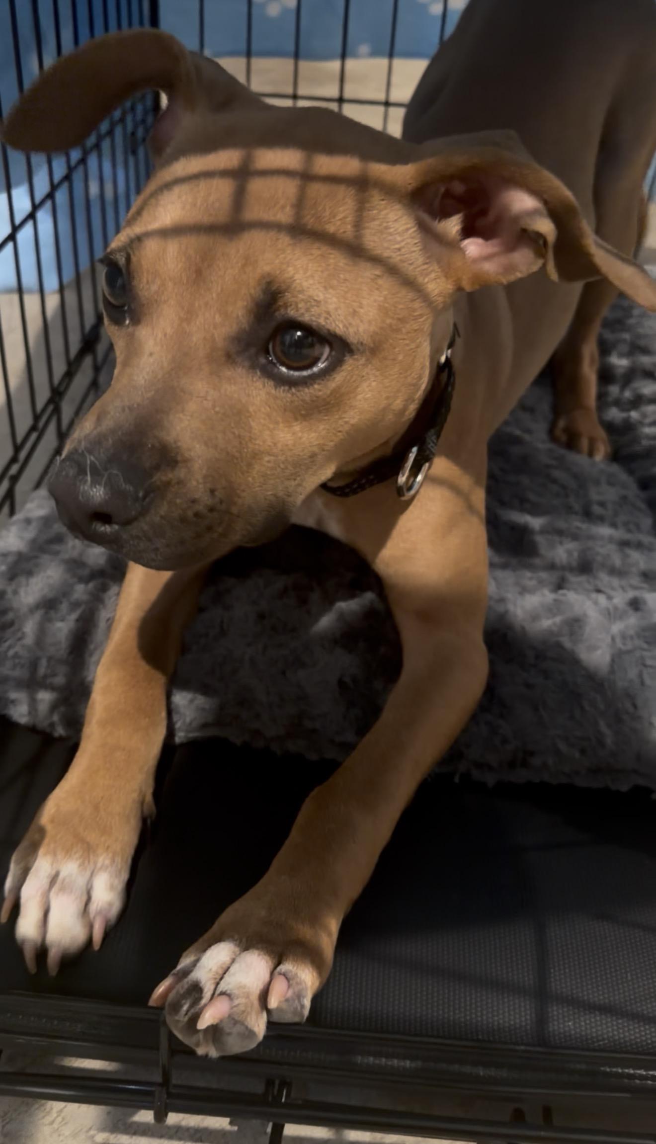 Enlarge Tansy, a Adoptable Mixed Breed in Cornelius, NC image 5/6
