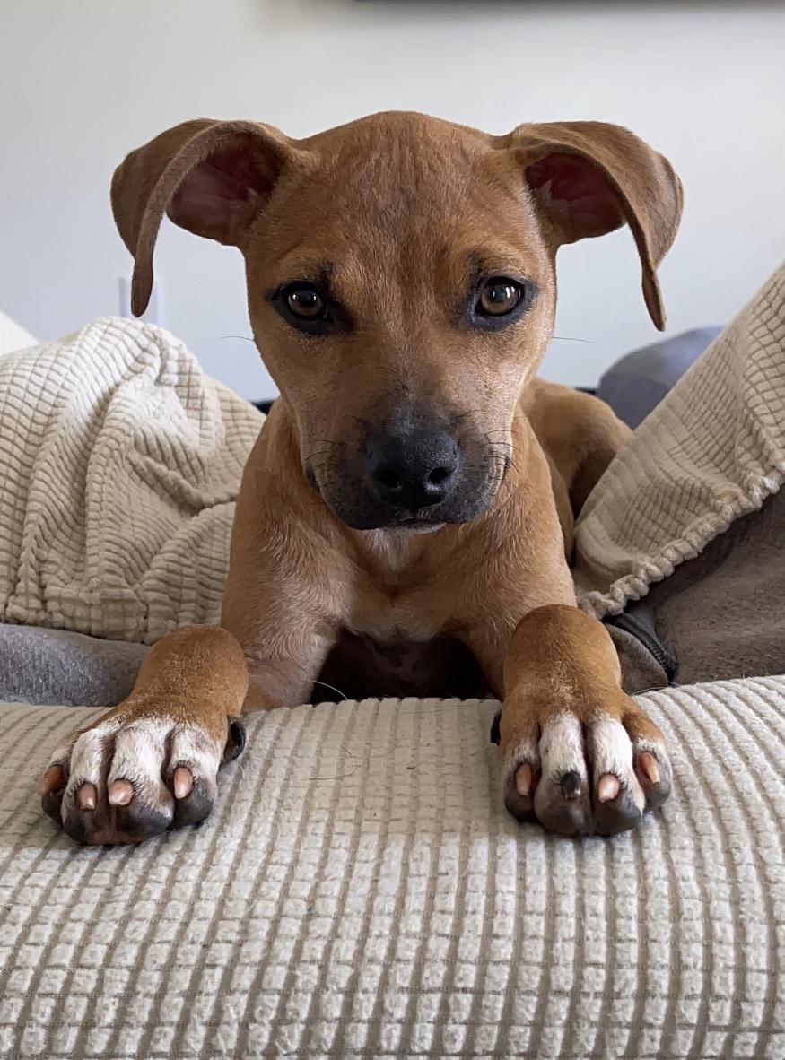 Enlarge Tansy, a Adoptable Mixed Breed in Cornelius, NC image 3/6