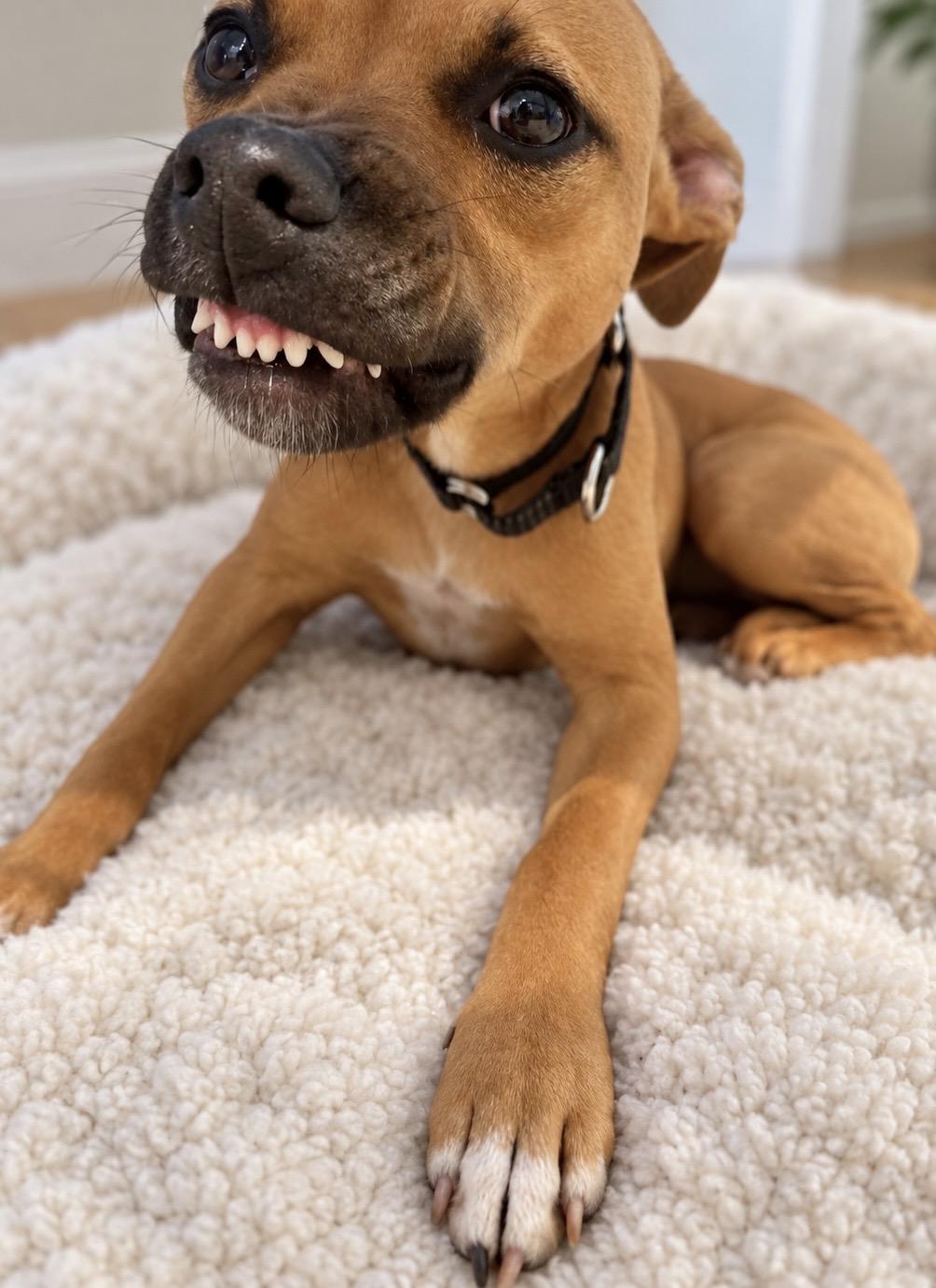 Enlarge Tansy, a Adoptable Mixed Breed in Cornelius, NC image 2/6
