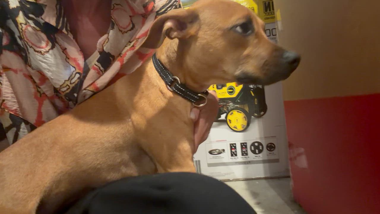 Enlarge Tansy, a Adoptable Mixed Breed in Cornelius, NC video 4/6