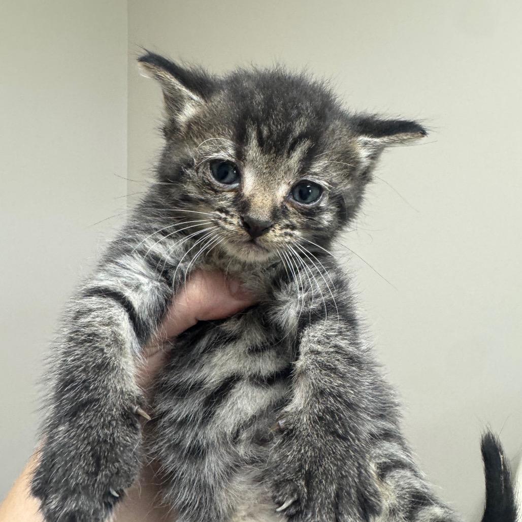 Kitten 3, Adoptable, Kitten Male Domestic Short Hair.