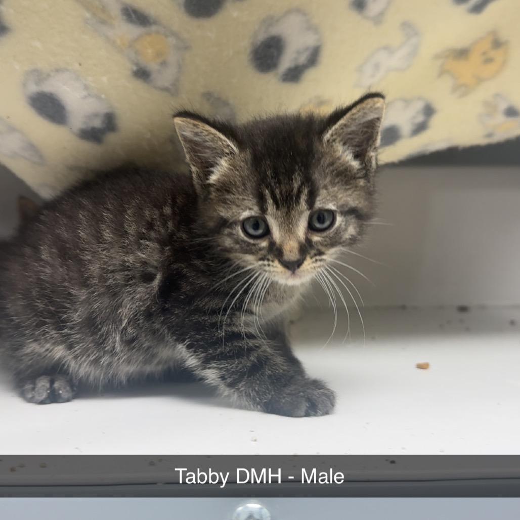 Kitten 3, a Adoptable Domestic Short Hair in Shelbyville, IL image 2/2