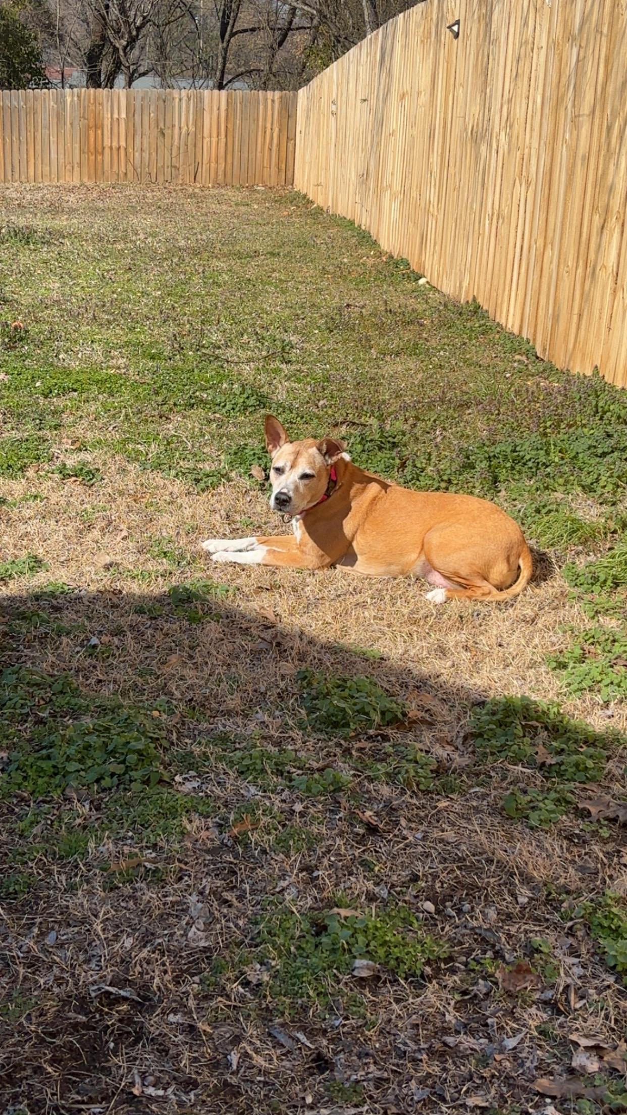 Enlarge Fern, a ADOPTABLE mixed breed in Clarksville, TN image 2/6