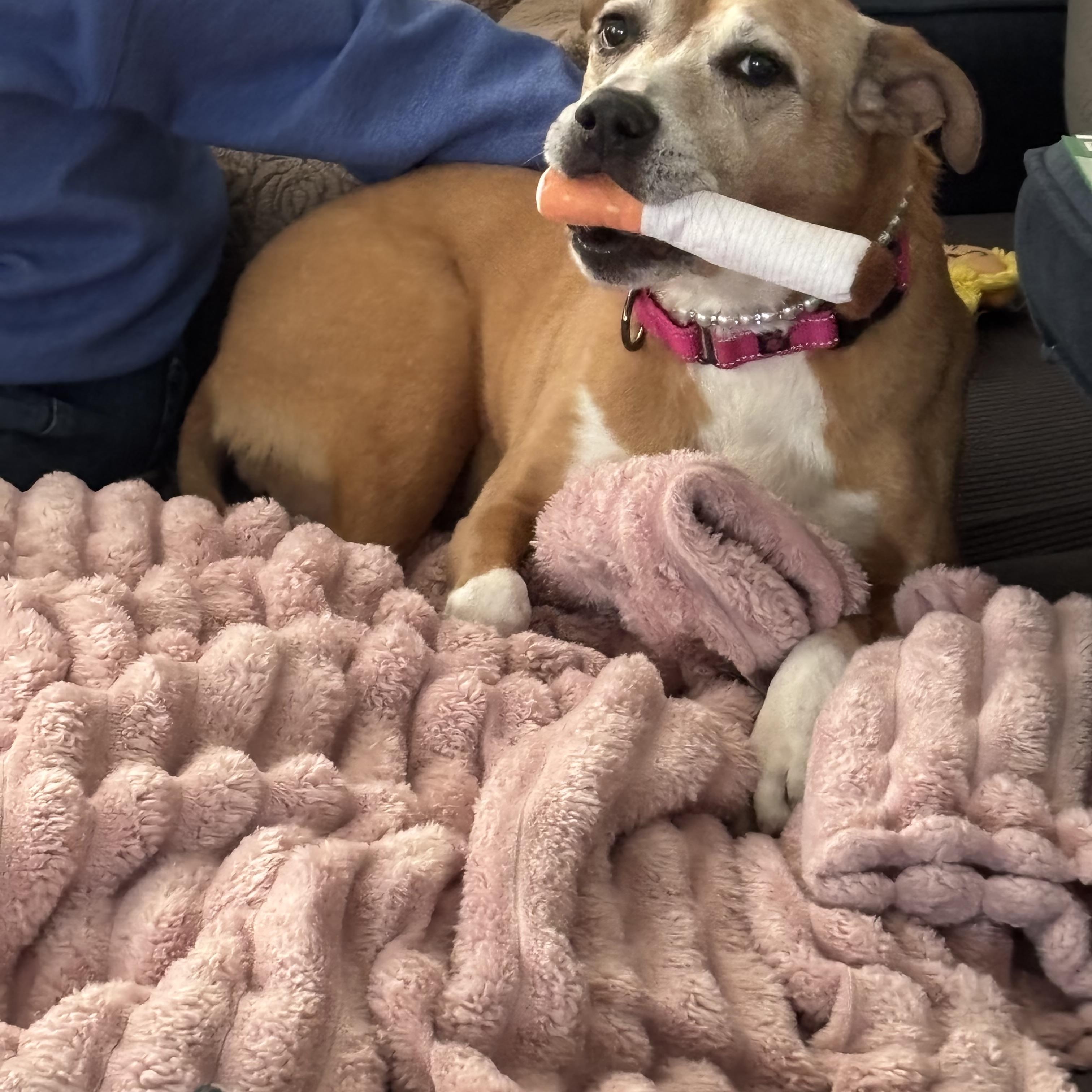 Enlarge Fern, a ADOPTABLE mixed breed in Clarksville, TN image 3/6