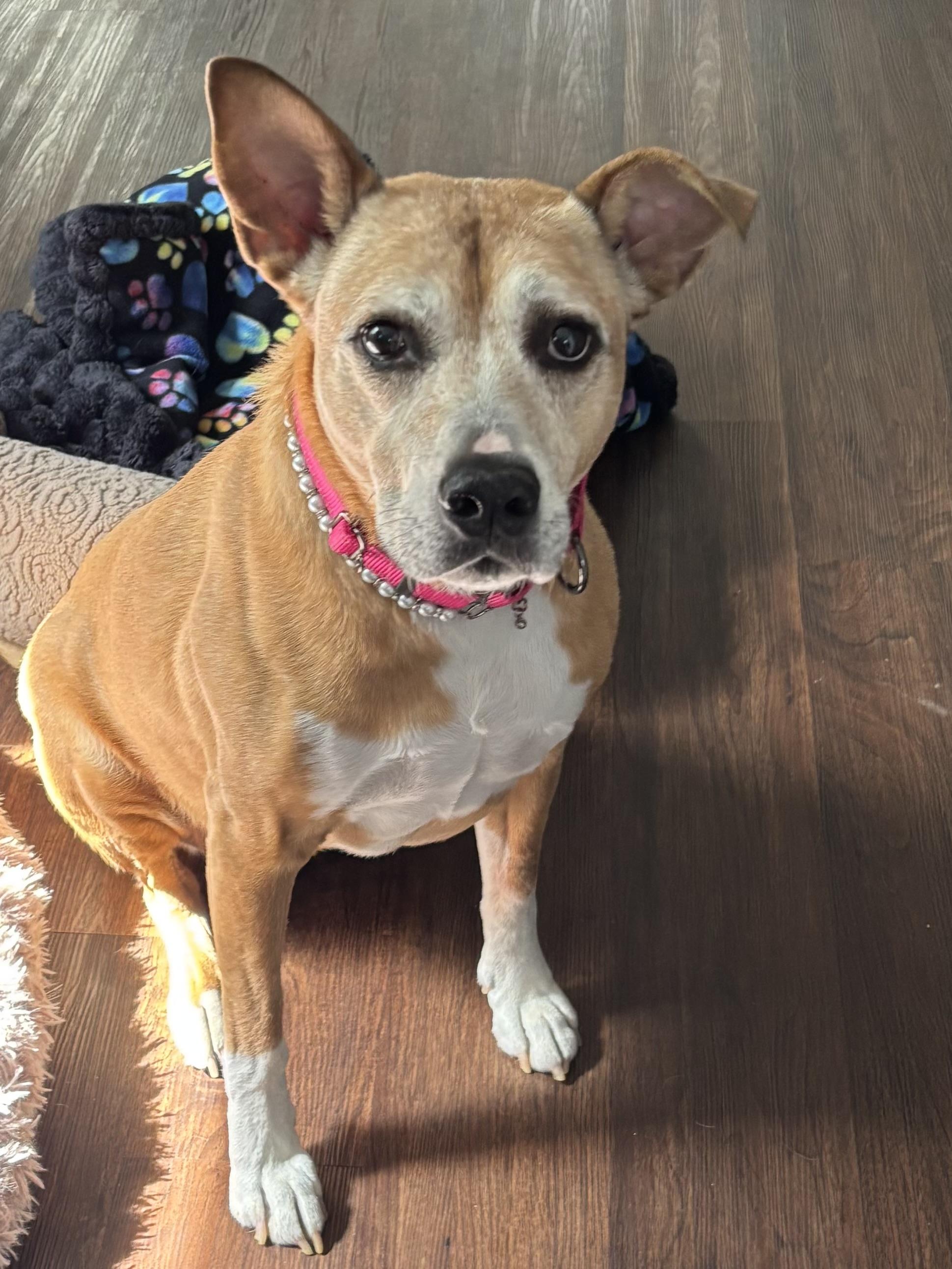 Fern, ADOPTABLE, Senior Female Labrador Retriever & Pit Bull Terrier.