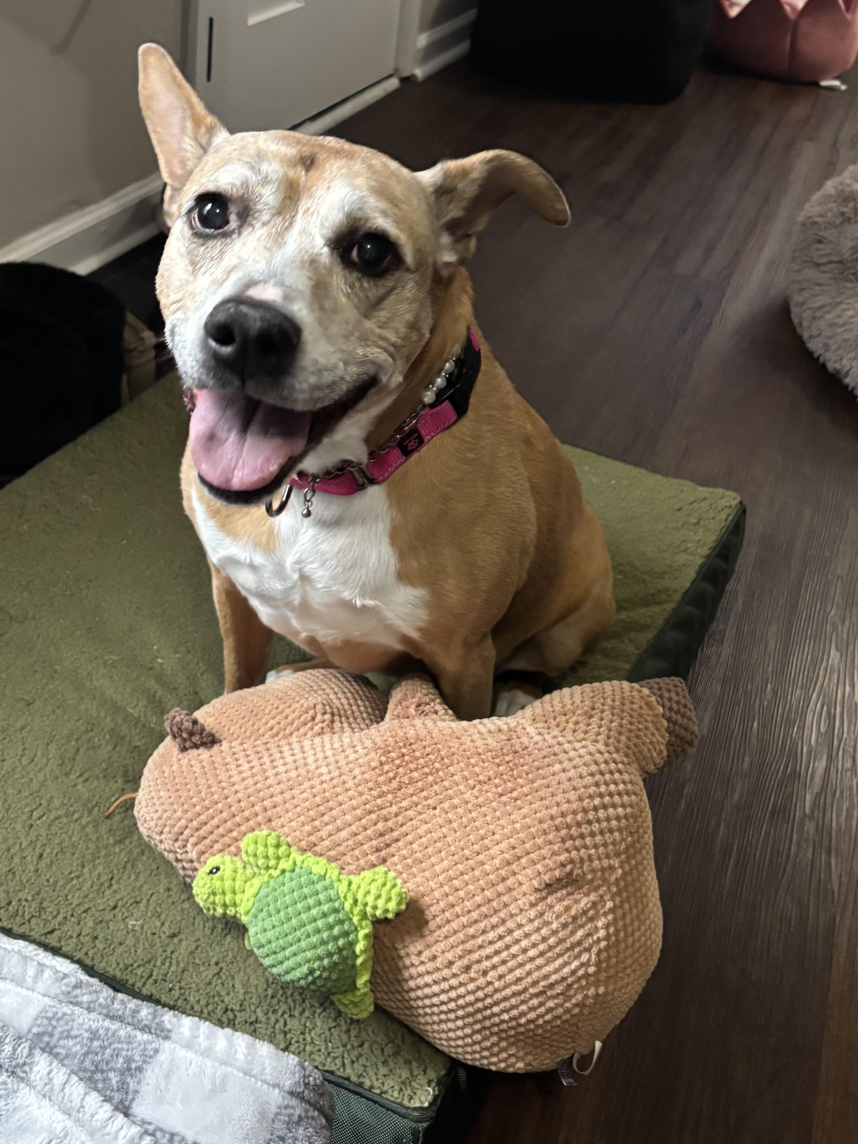 Enlarge Fern, a ADOPTABLE mixed breed in Clarksville, TN image 5/6