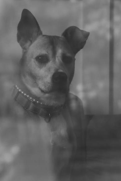 Enlarge Fern, a ADOPTABLE mixed breed in Clarksville, TN image 4/6