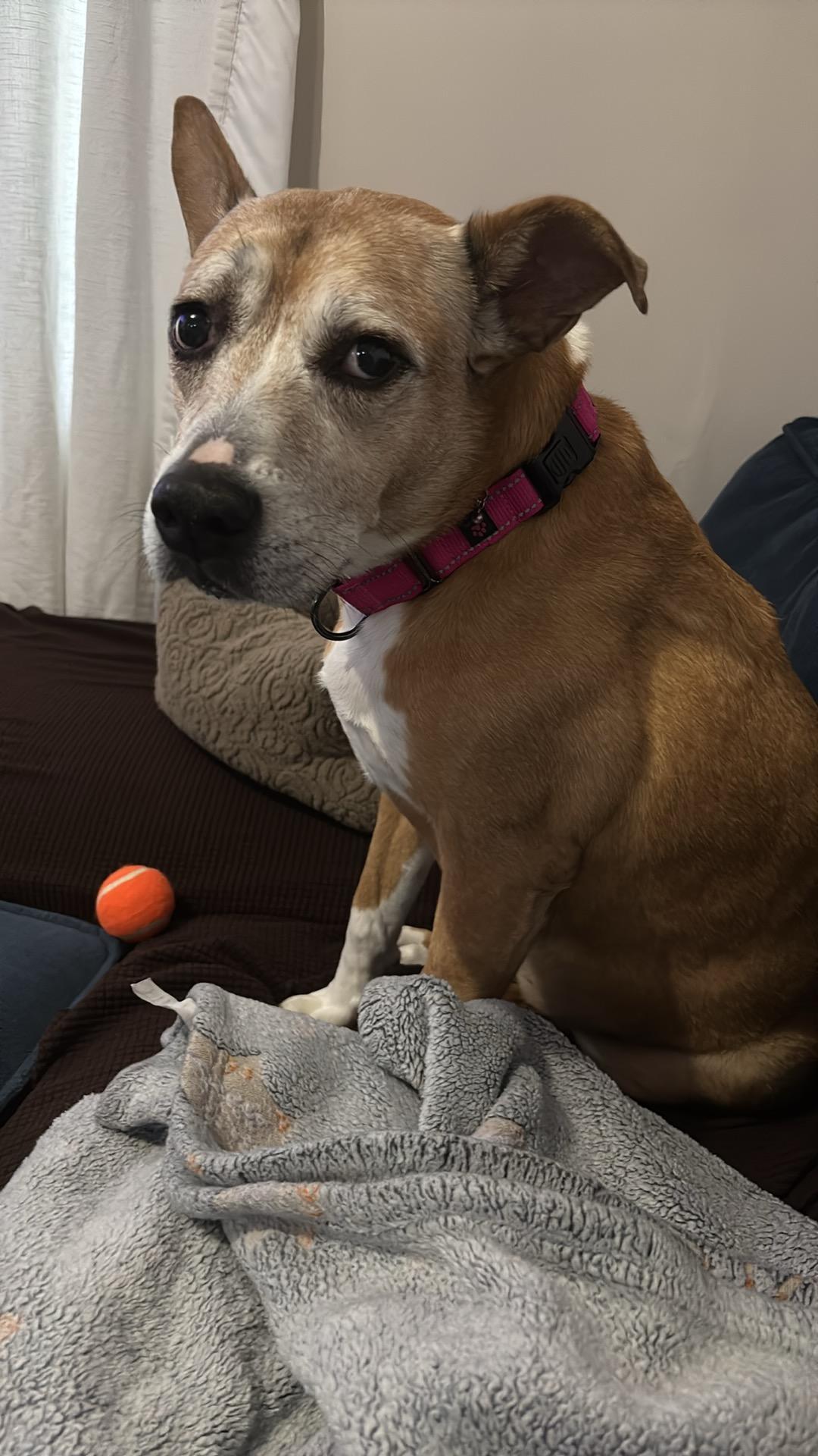 Enlarge Fern, a ADOPTABLE mixed breed in Clarksville, TN image 6/6