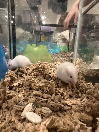Enlarge Cadmium, a ADOPTABLE Mouse in Annapolis, MD image 1/1