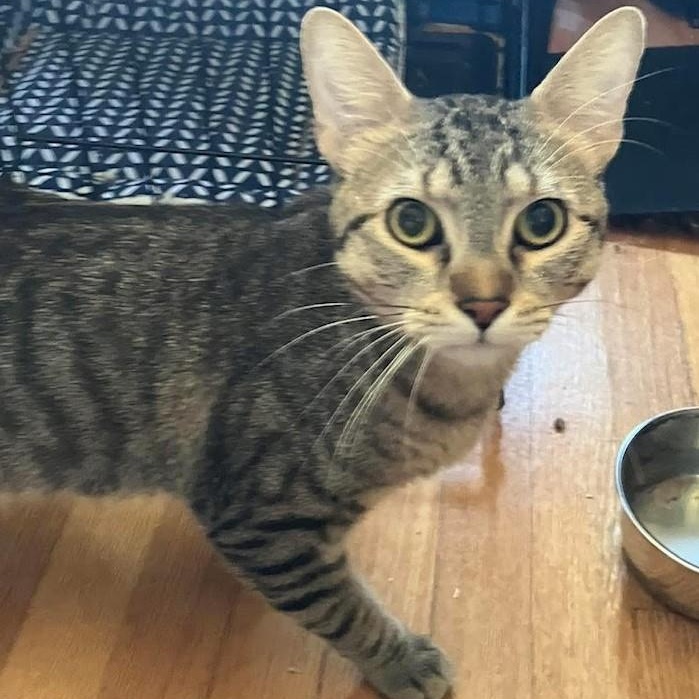 Bat, Adoptable, Young Male Domestic Short Hair.