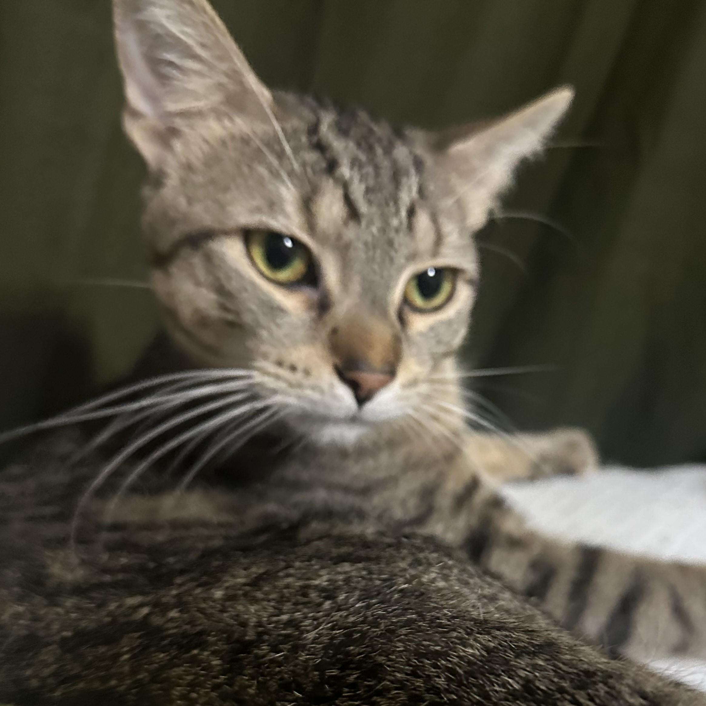 Enlarge Bat, a Adoptable mixed breed in Chicago, IL image 3/4