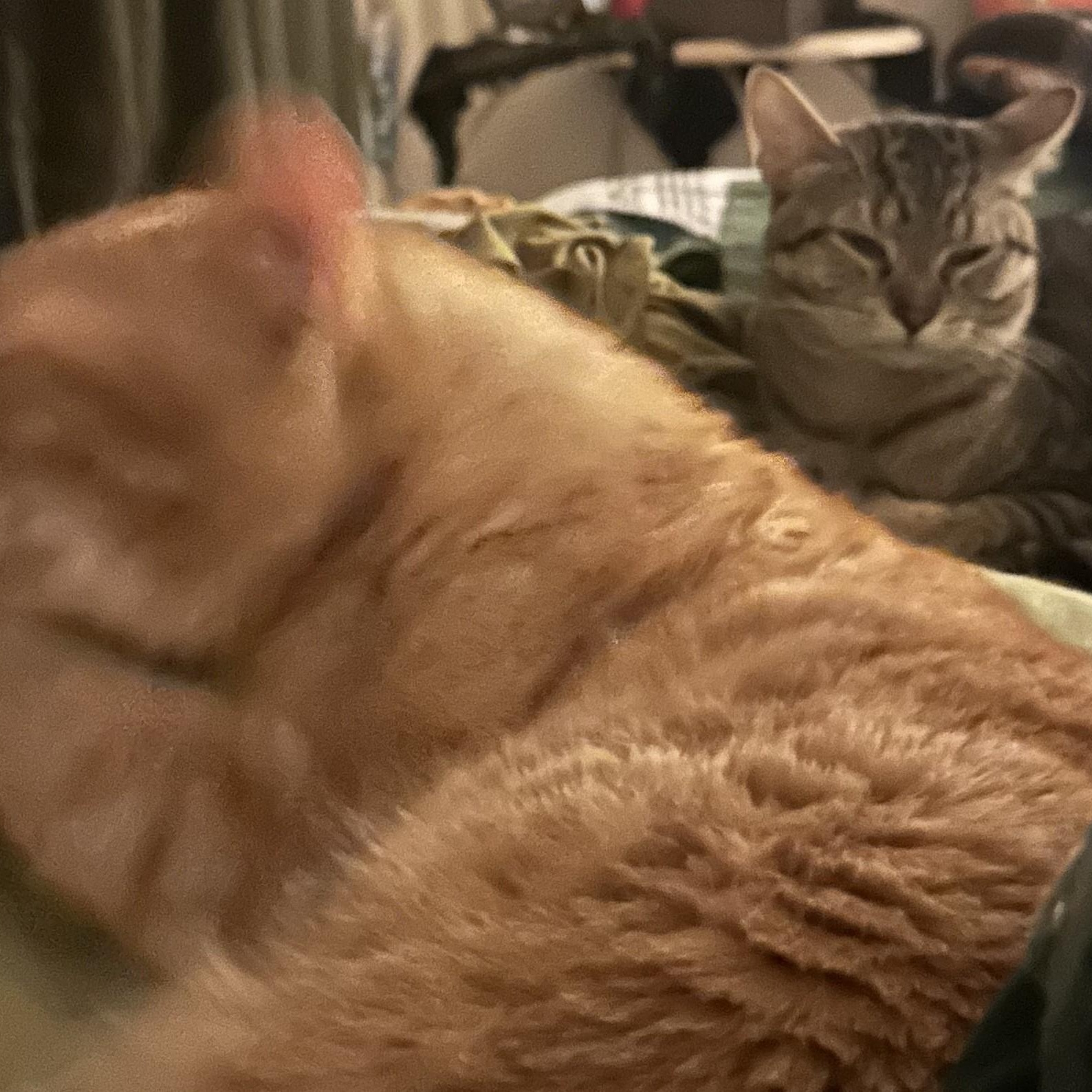 Enlarge Bat, a Adoptable mixed breed in Chicago, IL image 4/4