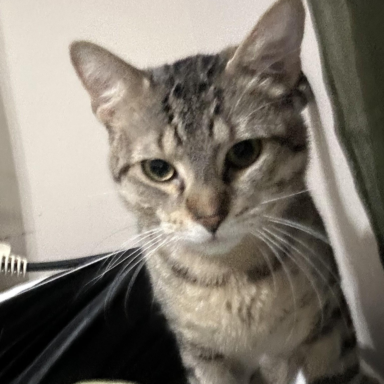 Enlarge Bat, a Adoptable mixed breed in Chicago, IL image 2/4