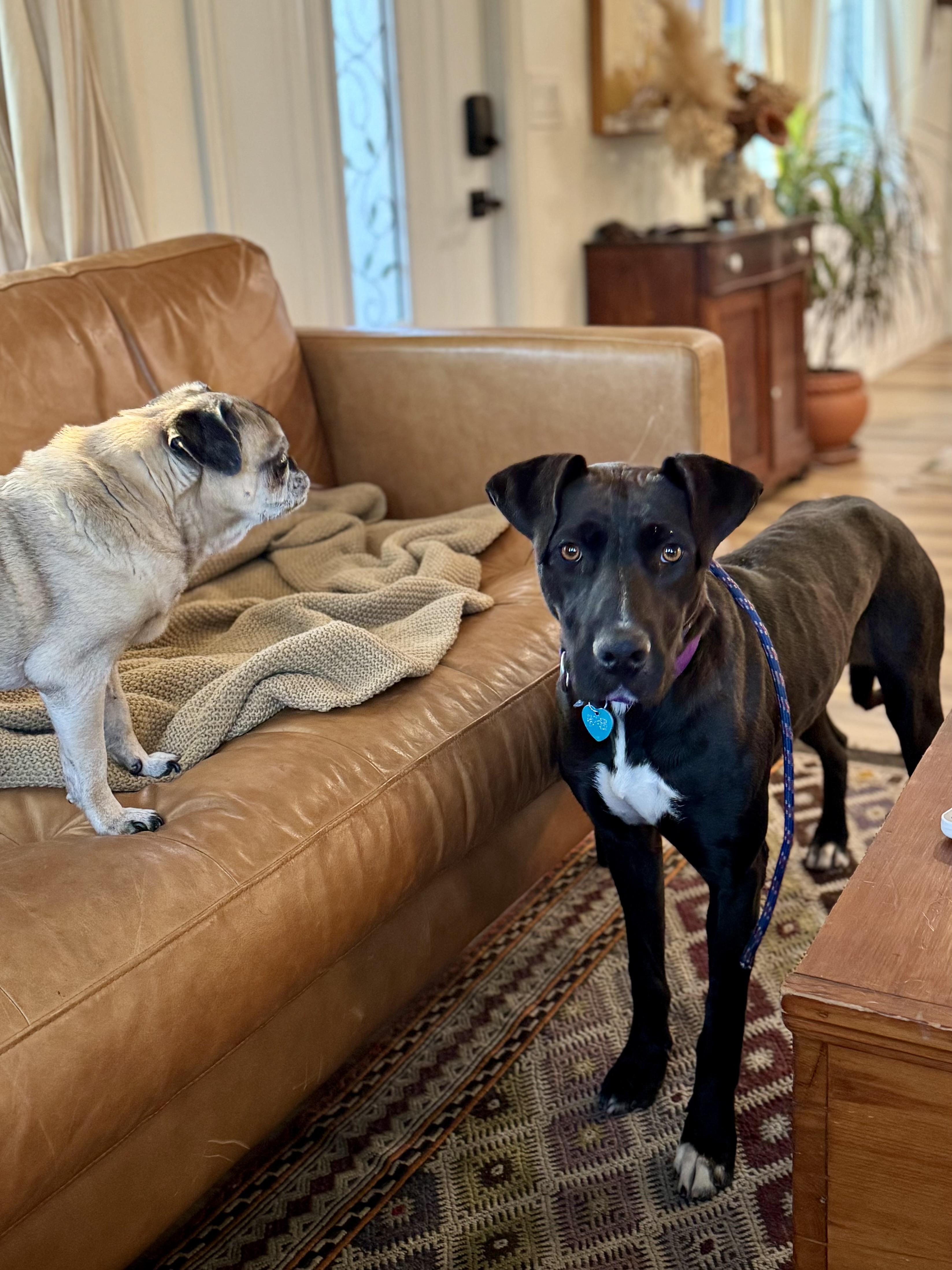 Enlarge Olympia, an adopted mixed breed in Los Angeles, CA image 3/6