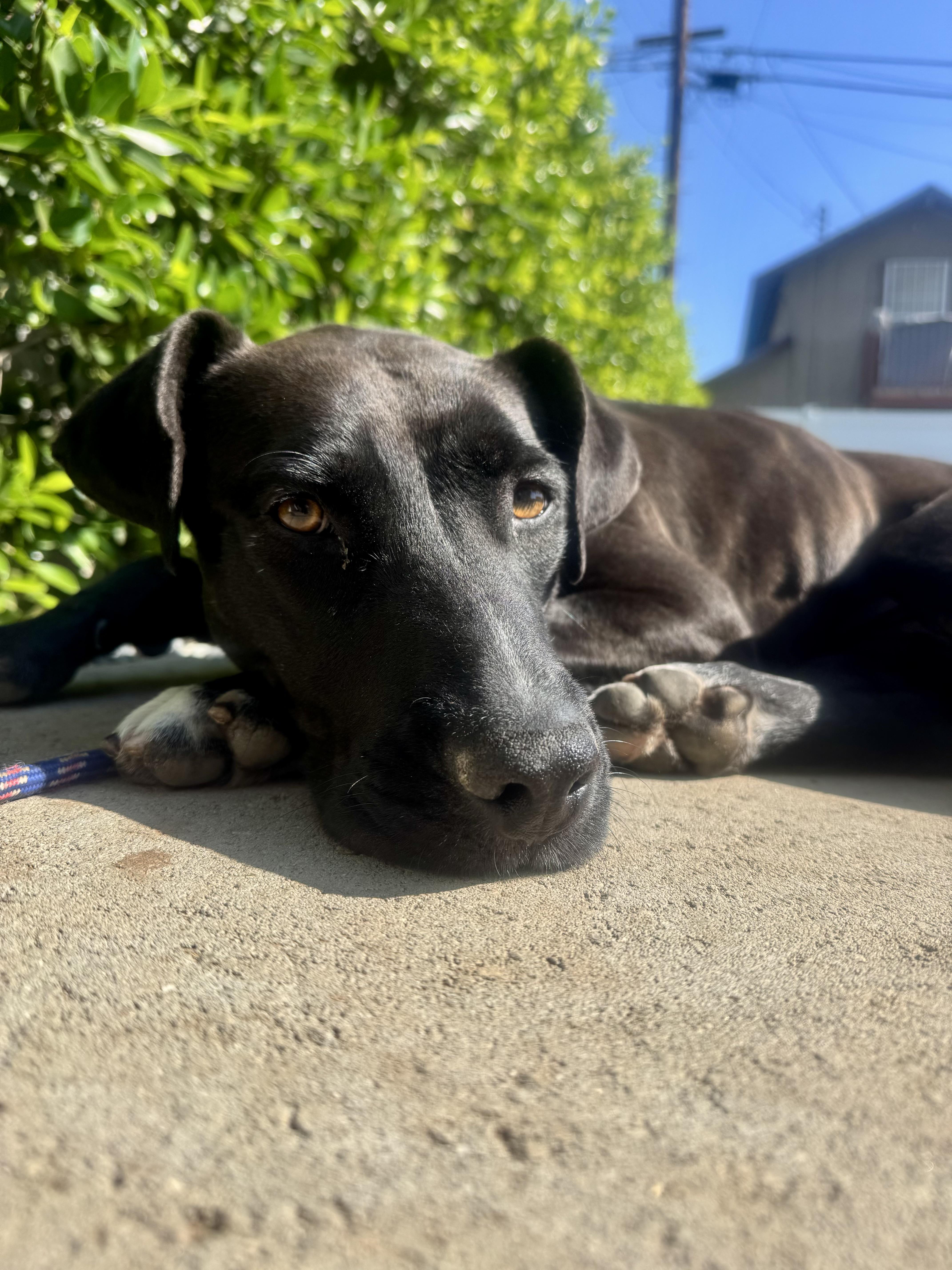 Enlarge Olympia, an adopted mixed breed in Los Angeles, CA image 4/6