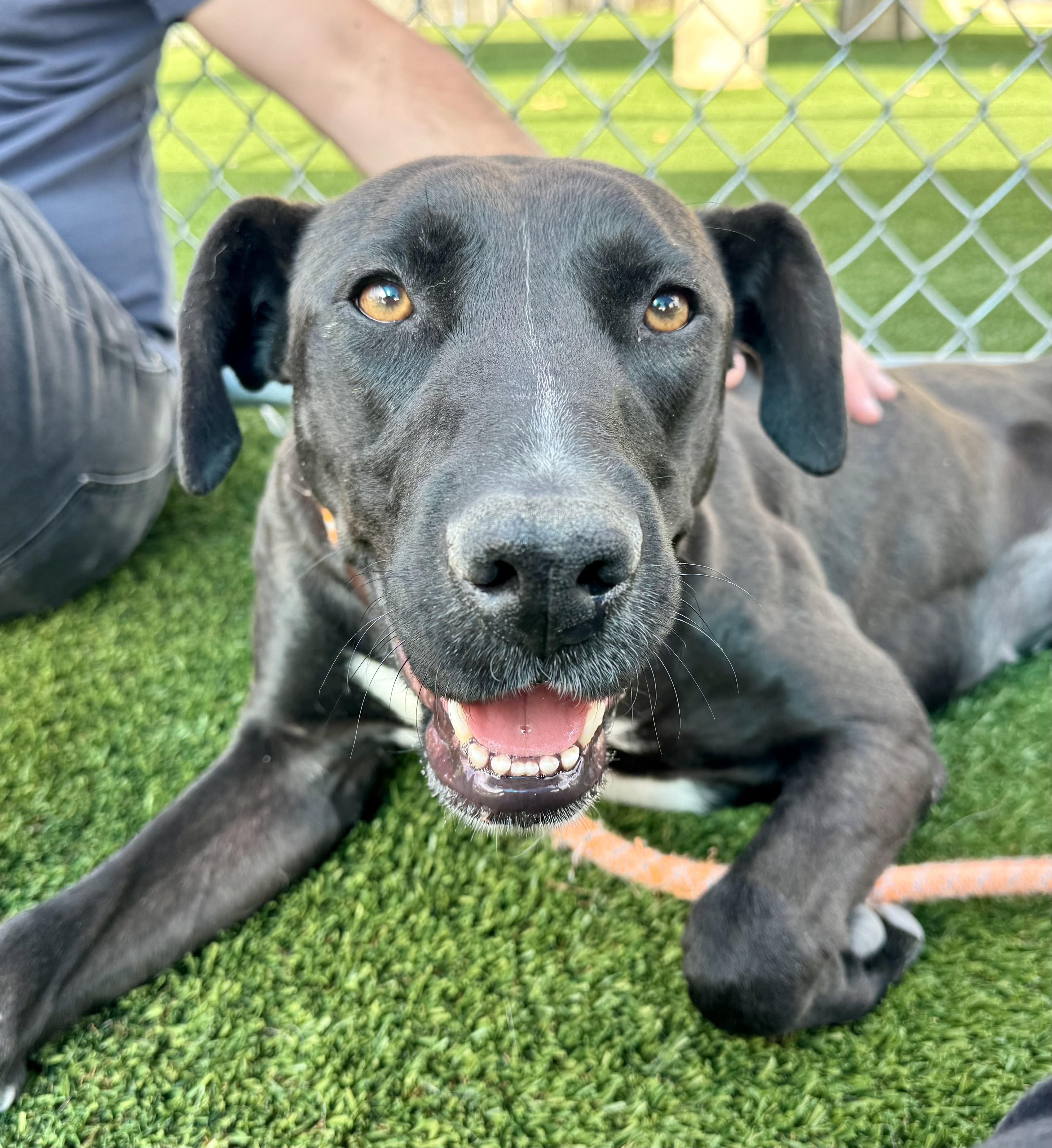 Olympia, ADOPTABLE, Adult Female Labrador Retriever & Pit Bull Terrier.