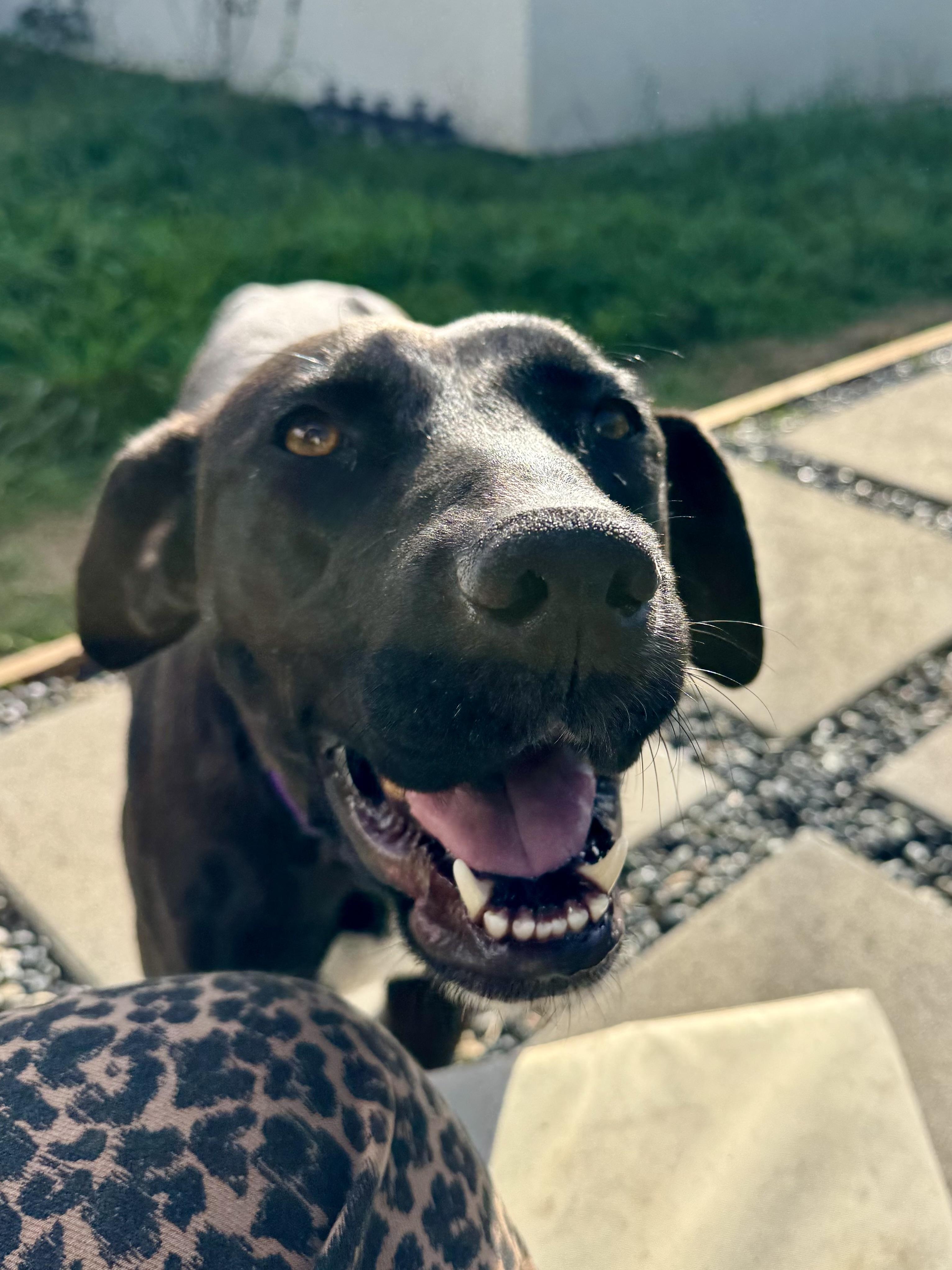 Enlarge Olympia, an adopted mixed breed in Los Angeles, CA image 2/6