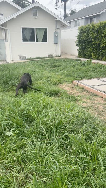 Enlarge Olympia, an adopted mixed breed in Los Angeles, CA video 6/6