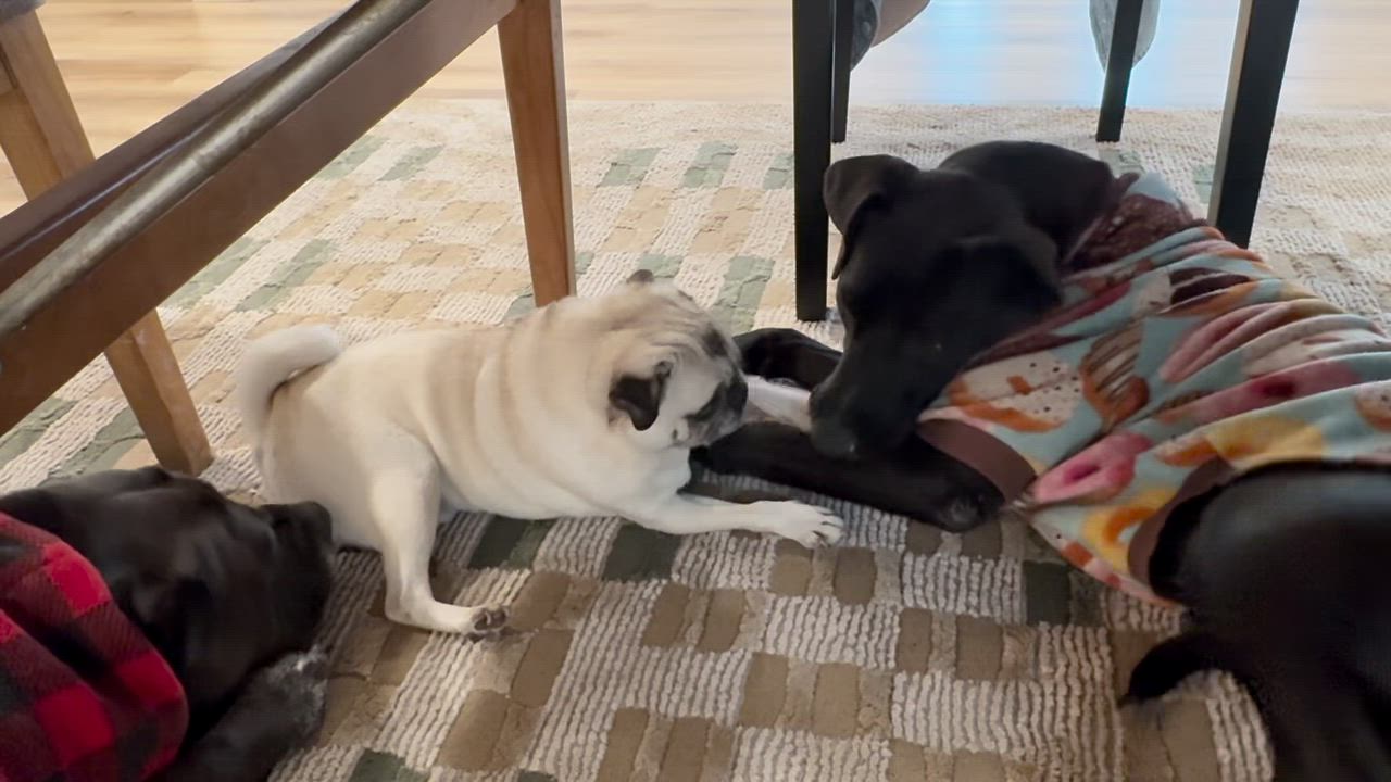 Enlarge Olympia, an adopted mixed breed in Los Angeles, CA video 5/6