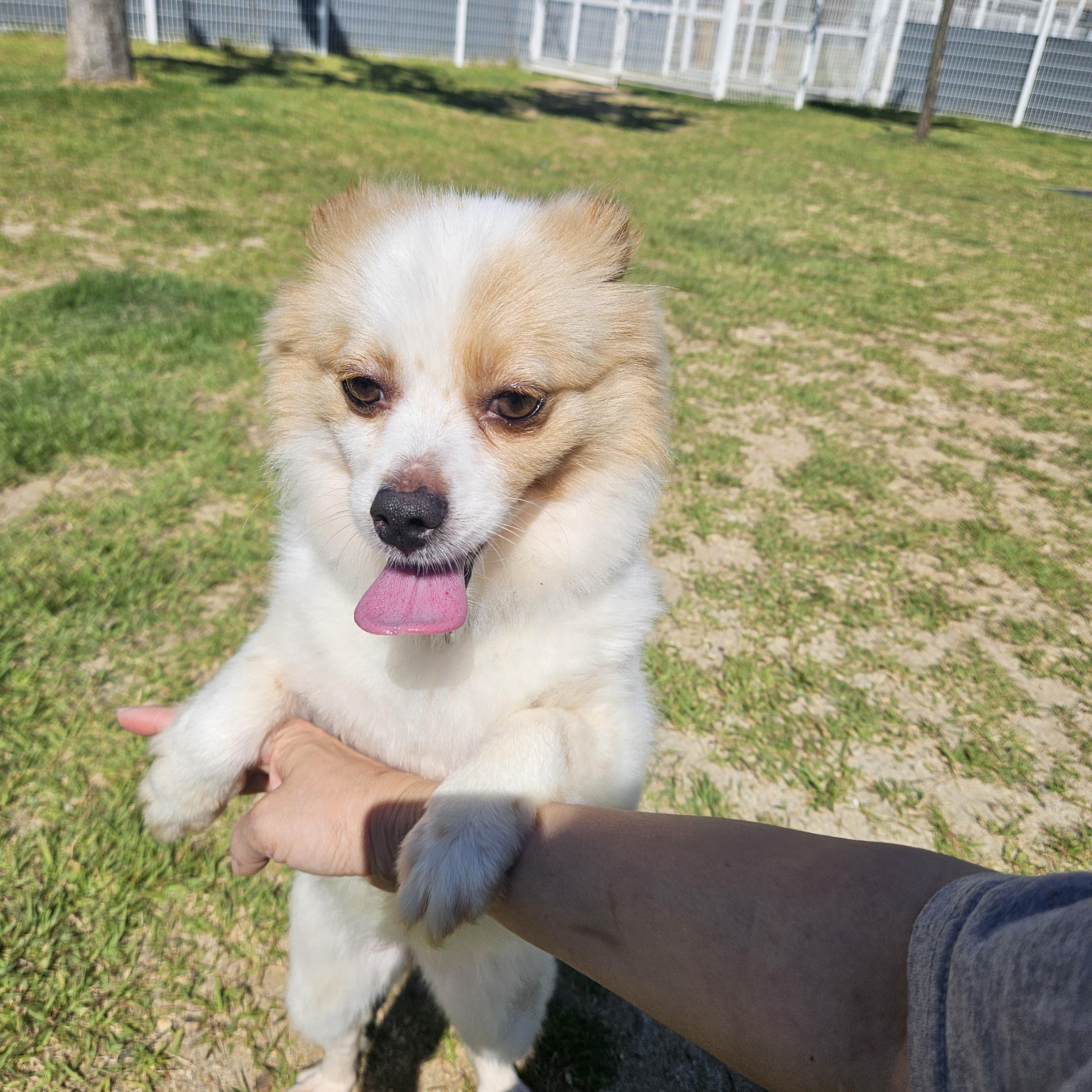 Enlarge Marine, a Adopted mixed breed in Waterloo, ON image 2/6