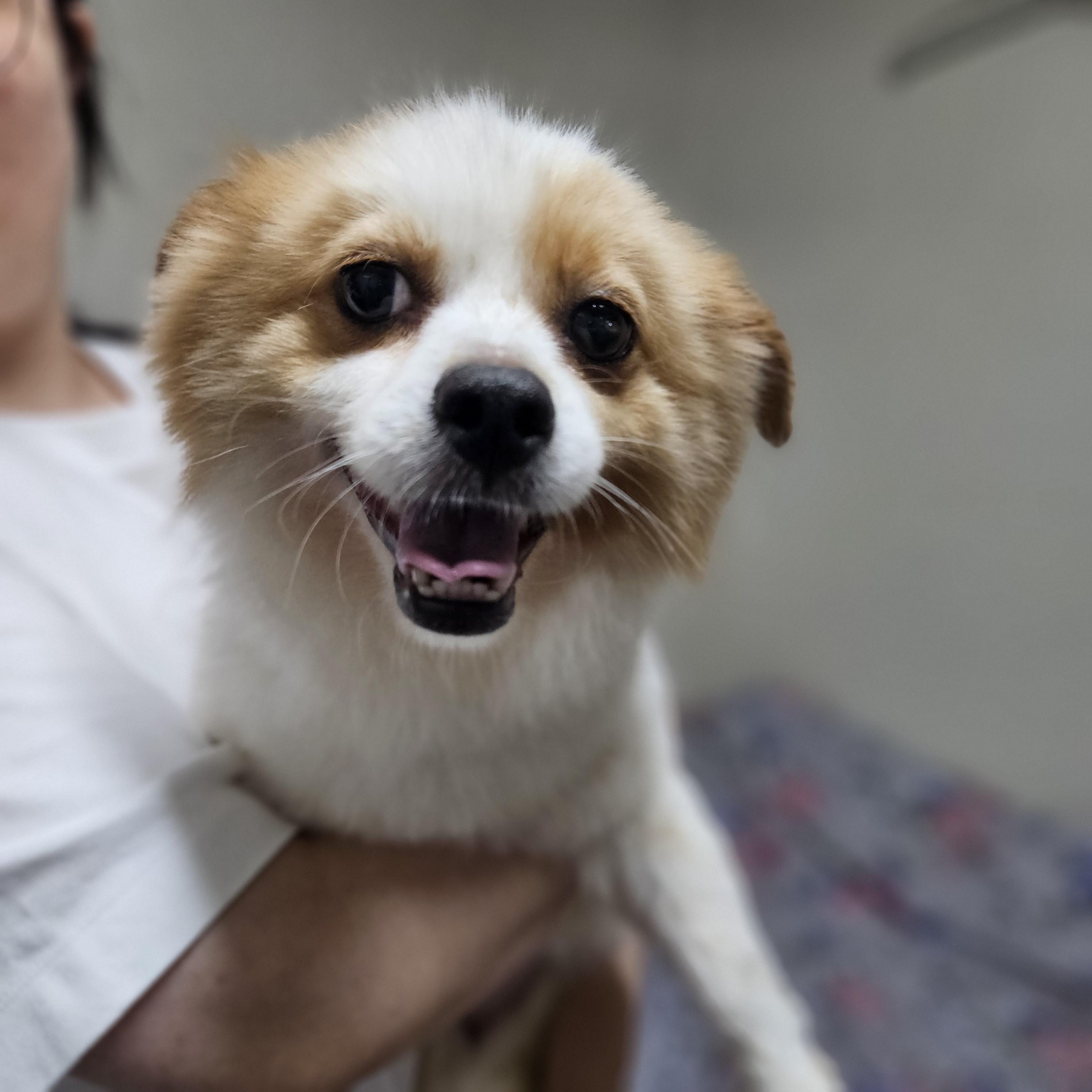 Enlarge Marine, a Adopted mixed breed in Waterloo, ON image 3/6