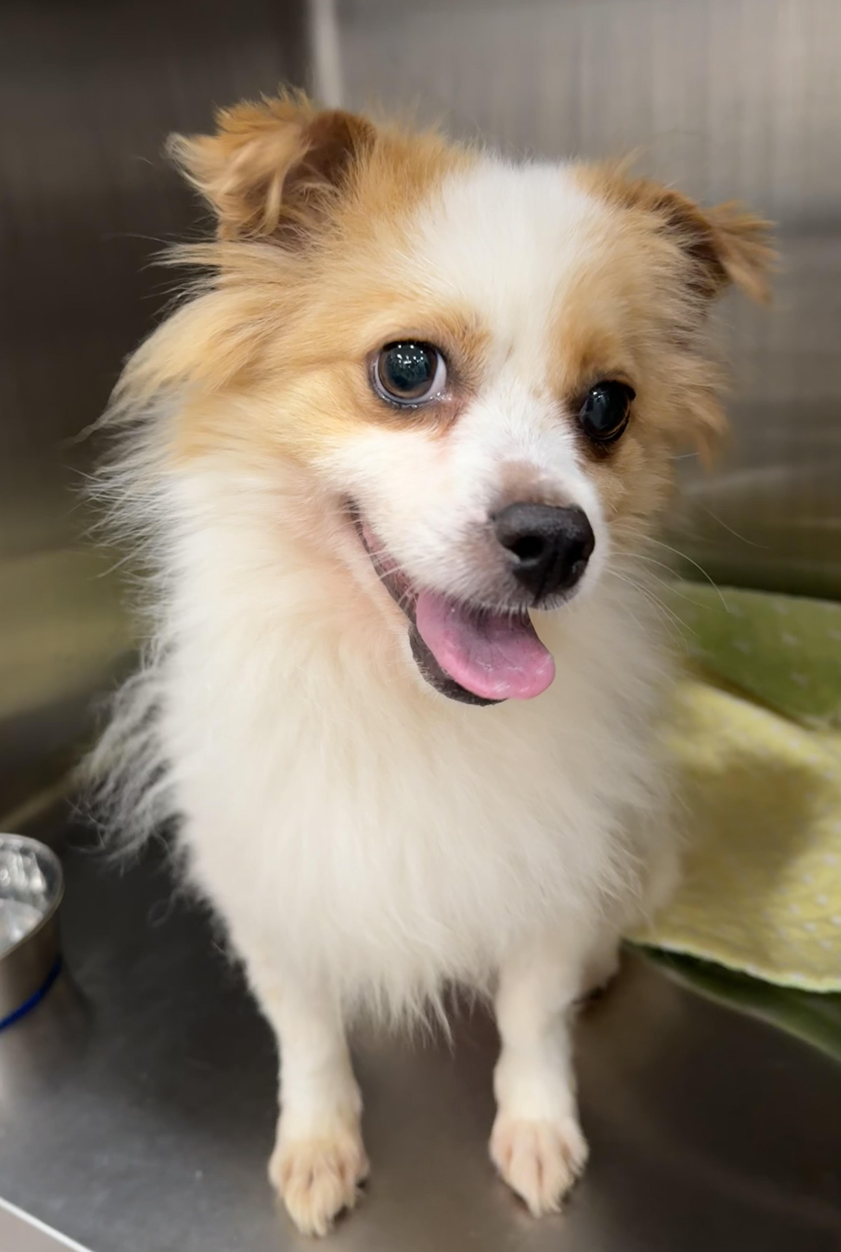 Enlarge Marine, a Adopted mixed breed in Waterloo, ON image 1/6