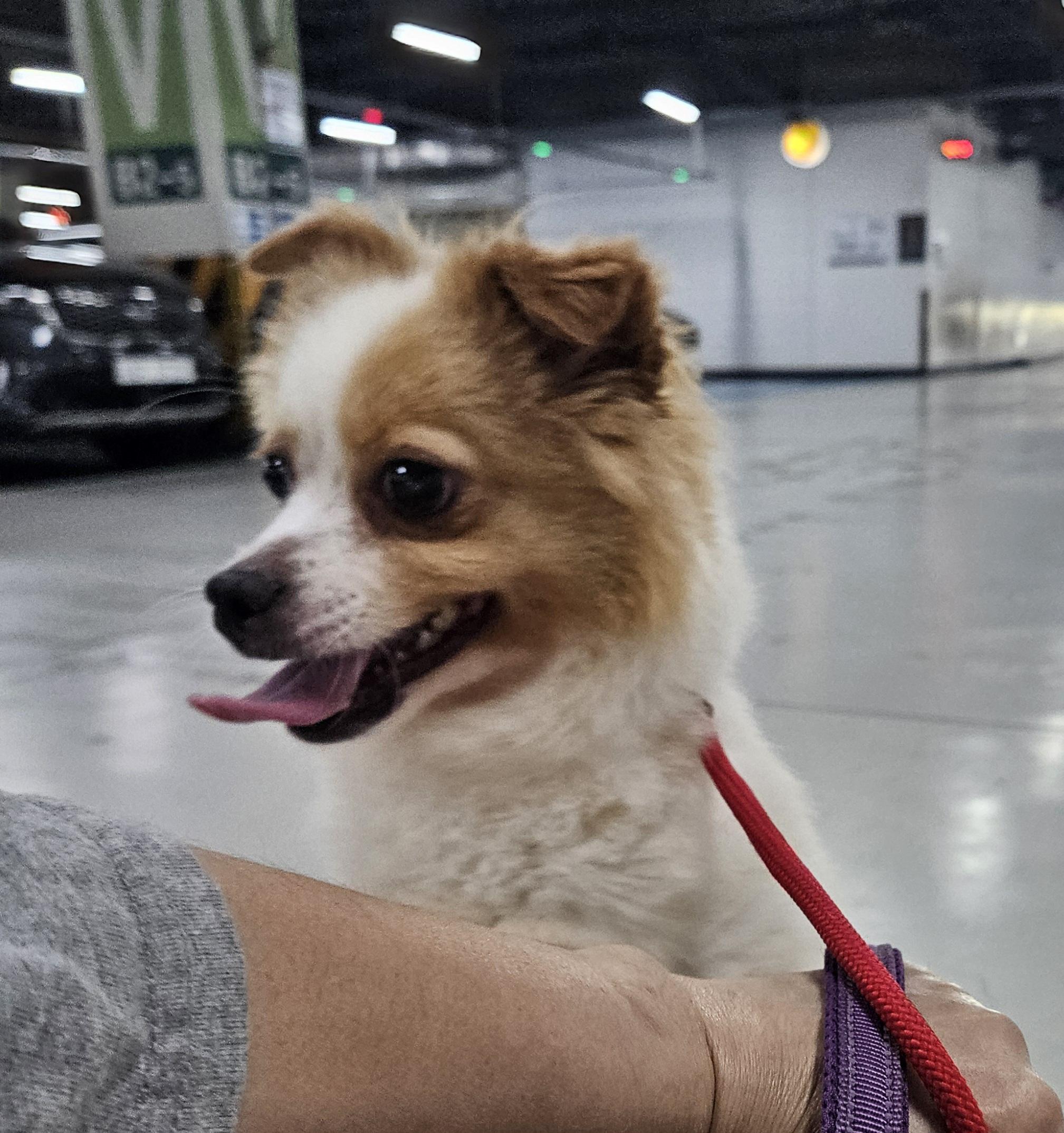 Enlarge Marine, a Adopted mixed breed in Waterloo, ON image 4/6