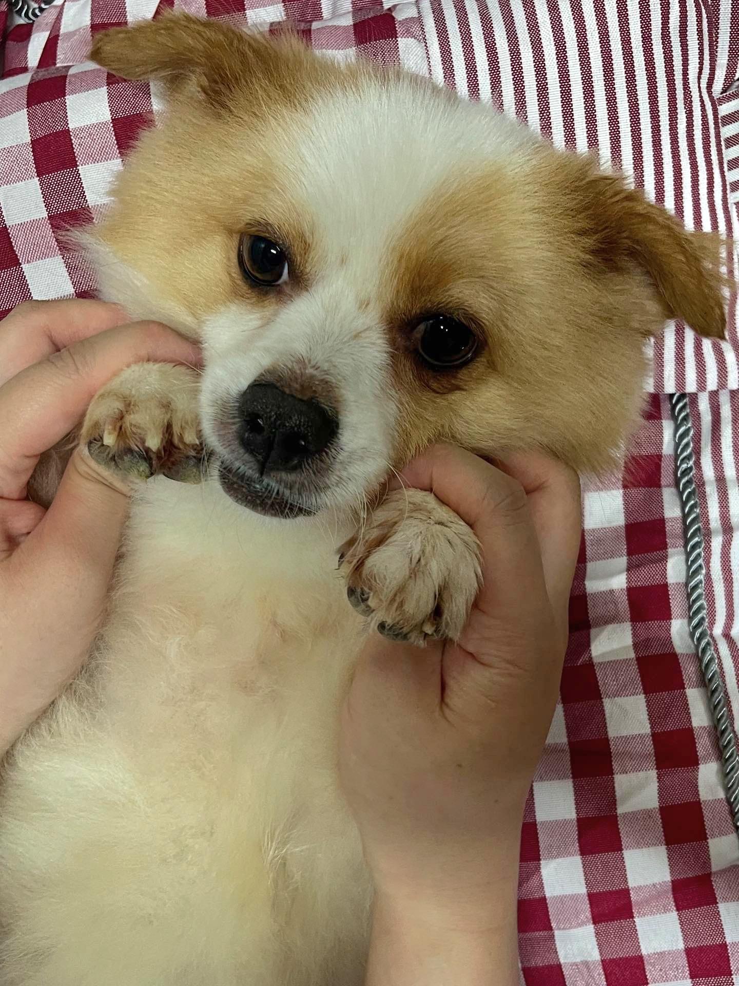 Enlarge Marine, a Adopted mixed breed in Waterloo, ON image 5/6