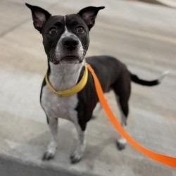 Nutella, Adoptable, Adult Female Cattle Dog & Mixed Breed.