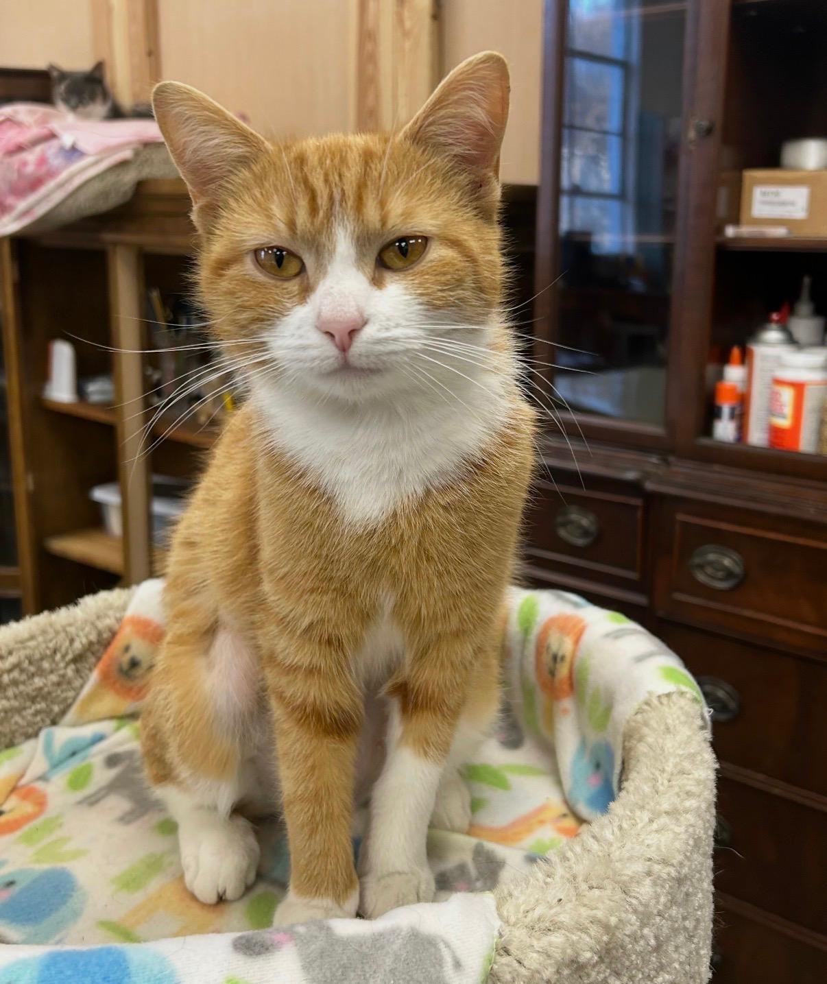 Clementine , adopted, Young Female Domestic Short Hair.